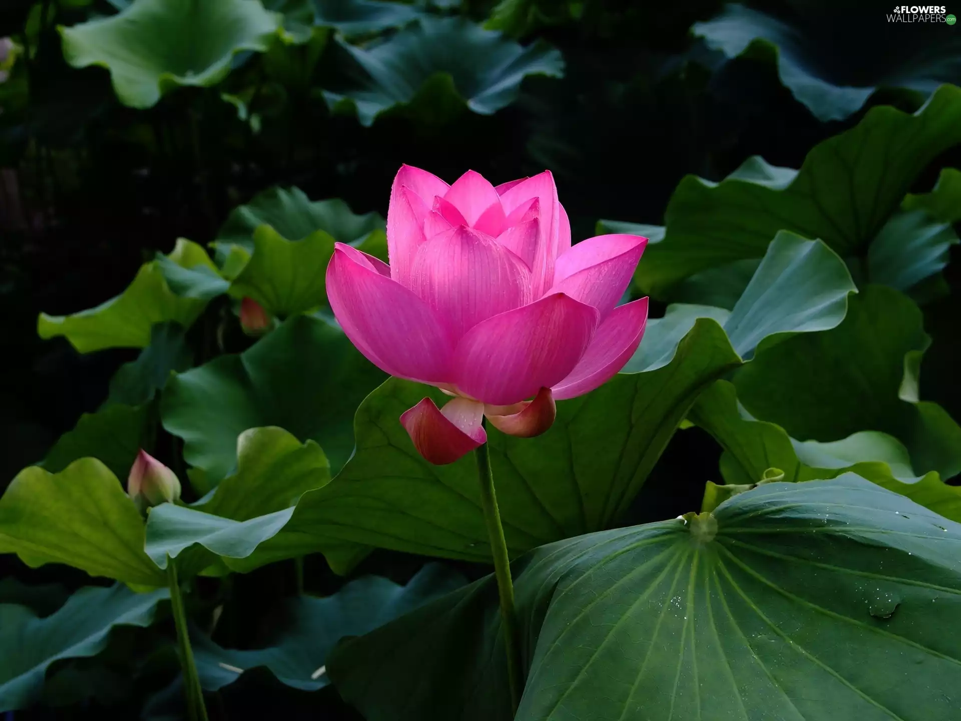 Leaf, Colourfull Flowers, lotus