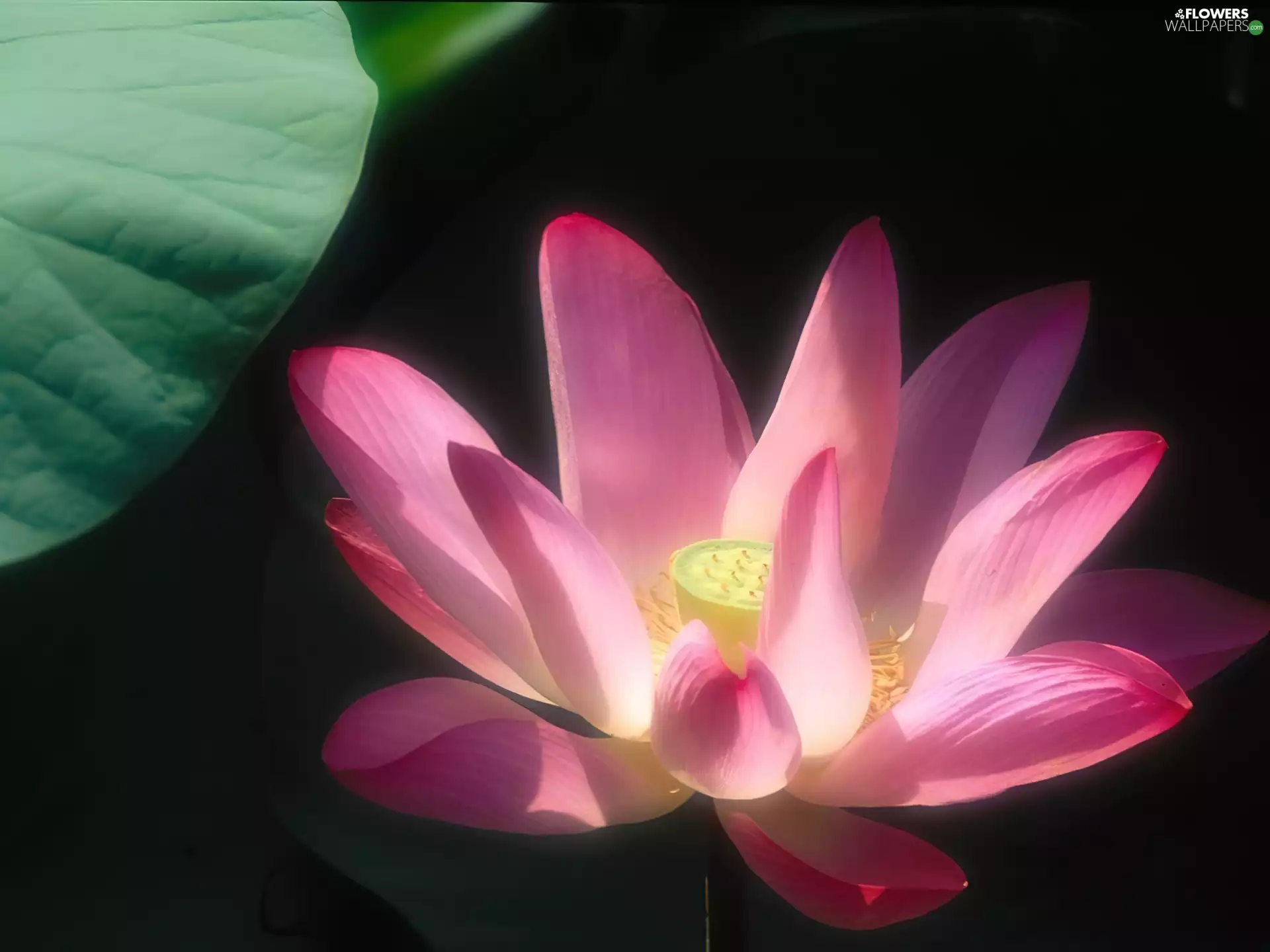 Lotus Flower