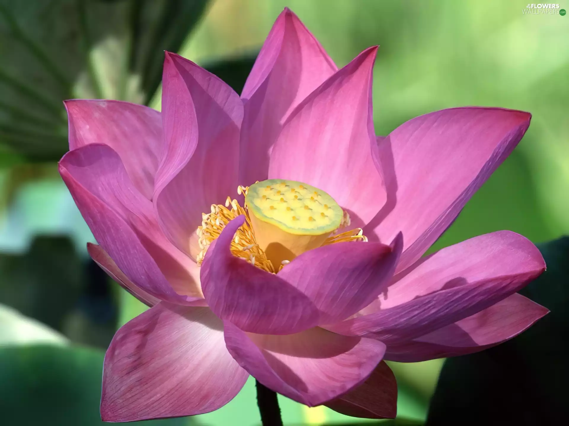 Lotus Flower