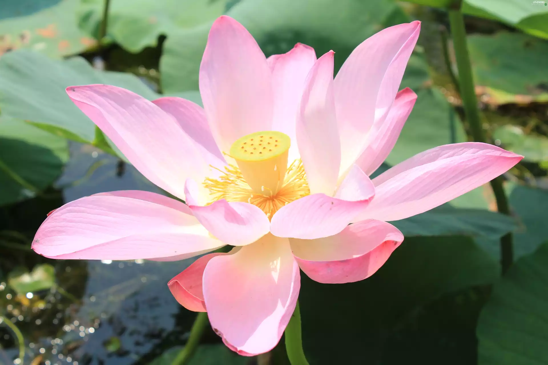 Lotus Flower