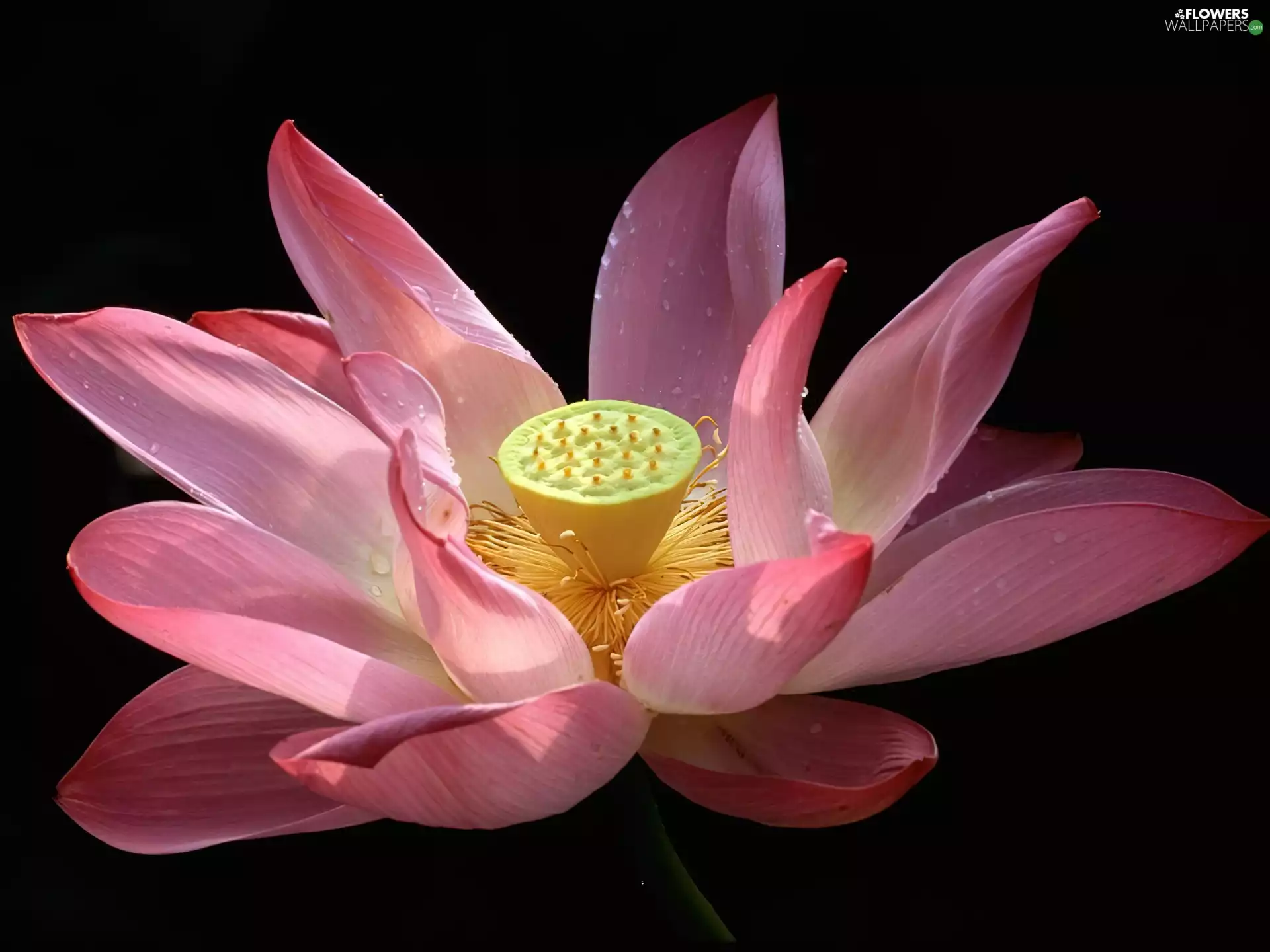 Lotus Flower