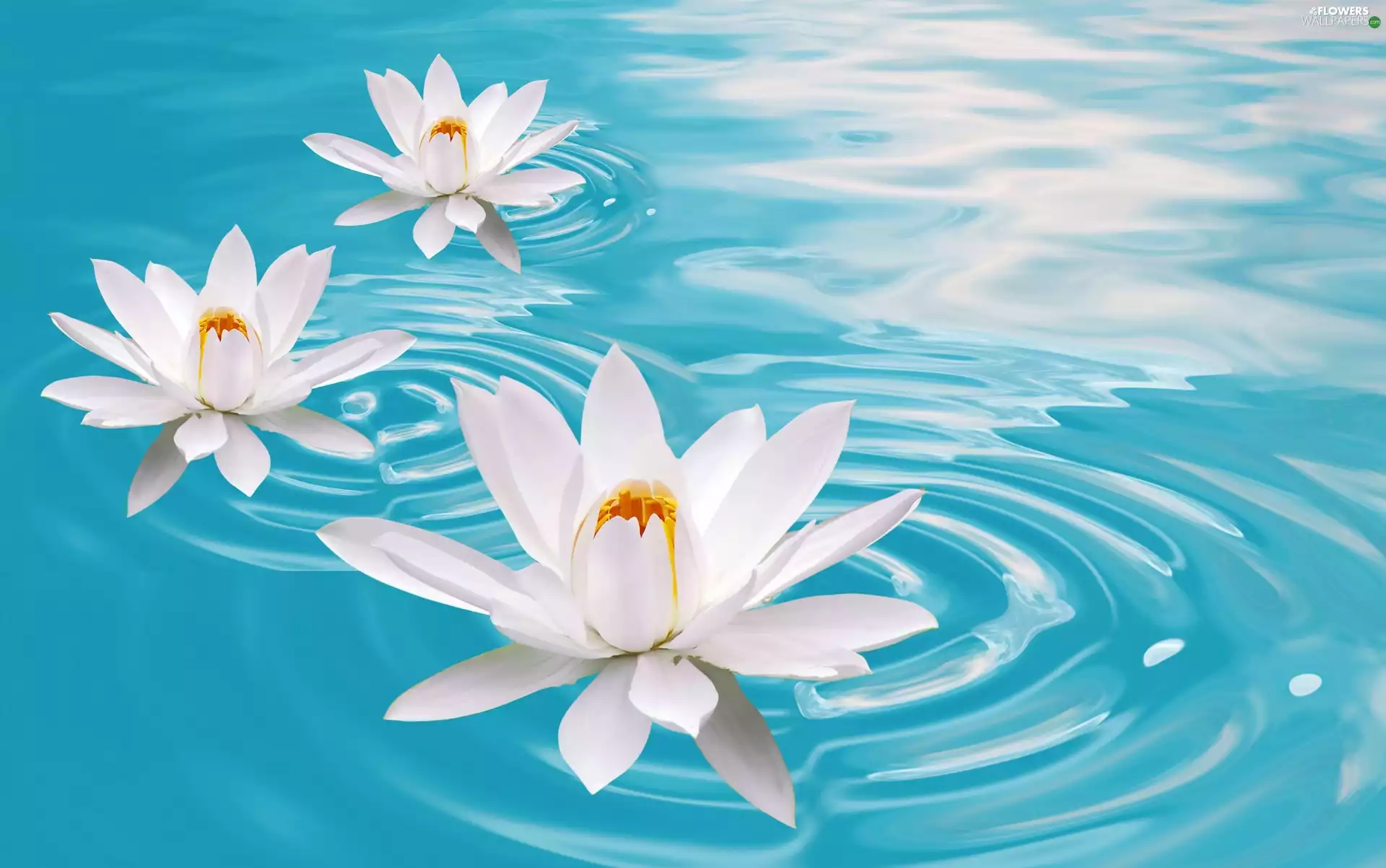 water-lily, beatyfull, Flowers