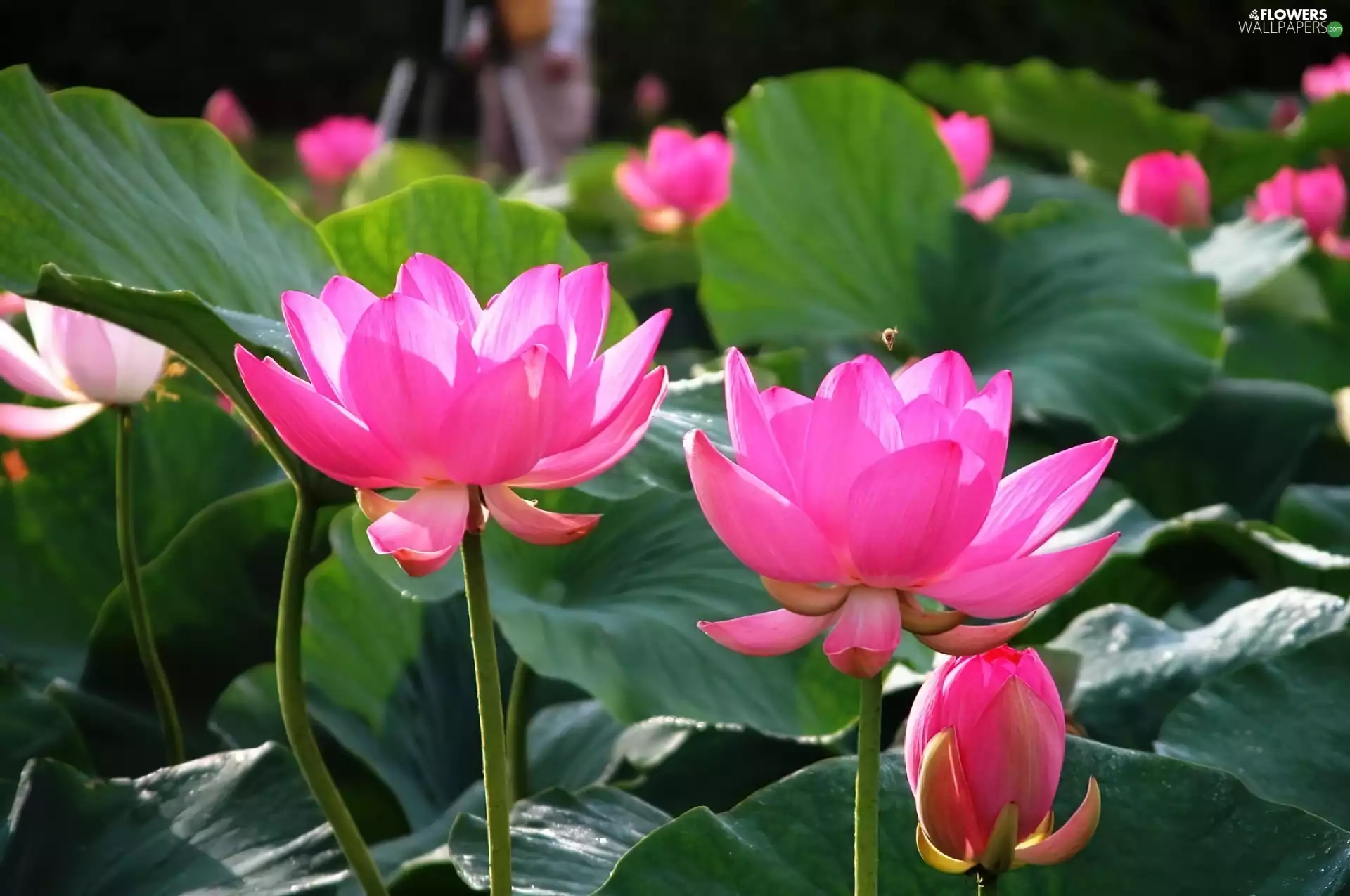 Flowers, lilies, Leaf, lotus