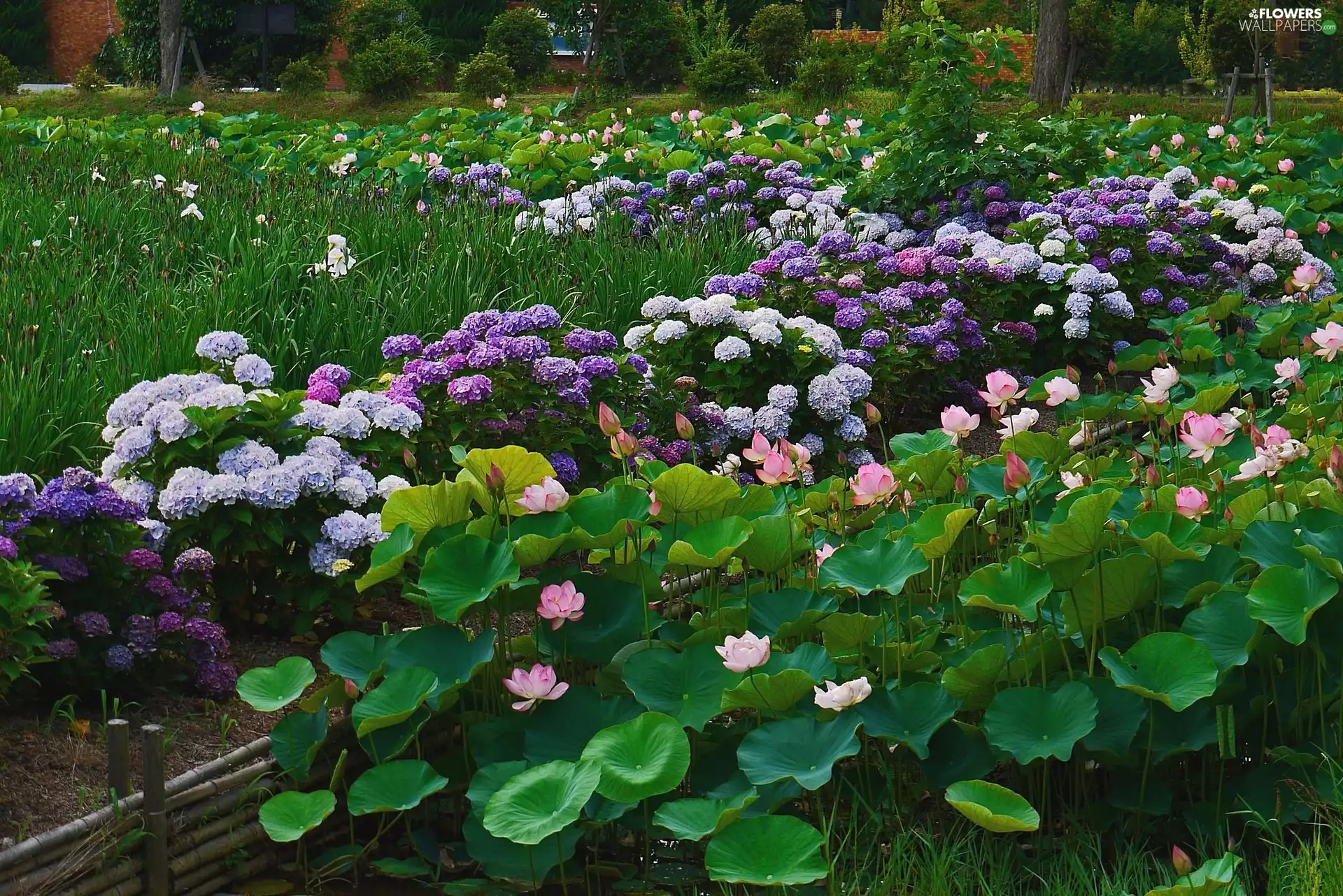 Flowers, hydrangea, Park, lotus
