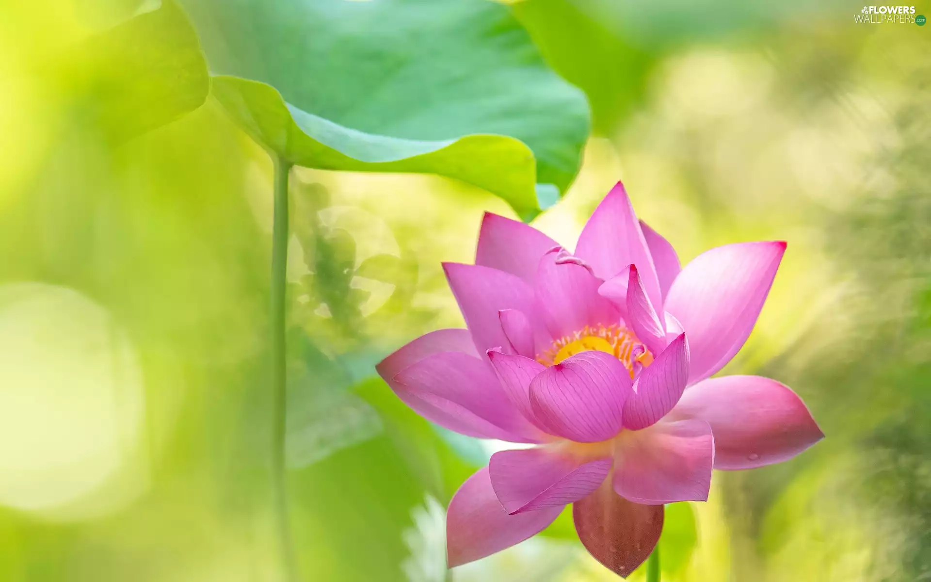 leaf, blur, Pink, lotus, Colourfull Flowers