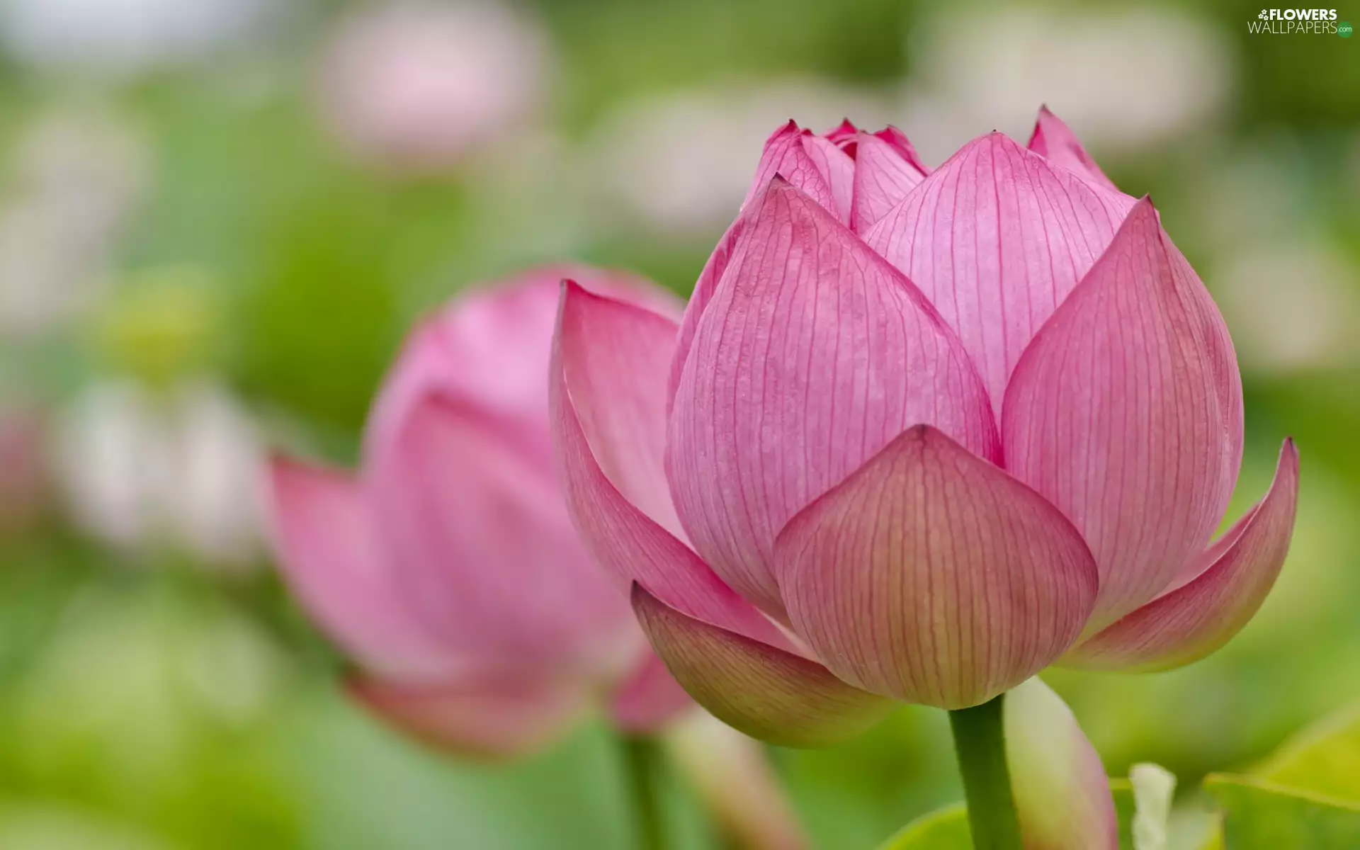 lotus, Pink, Flowers