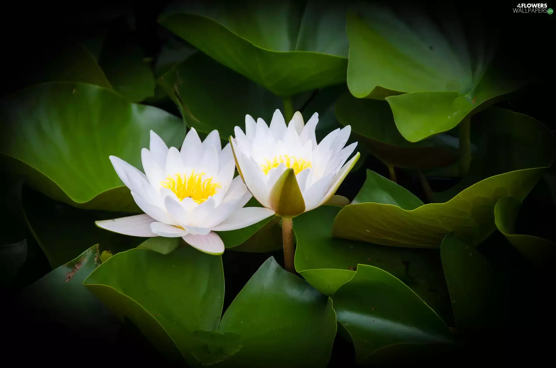 water-lily, White, Flowers