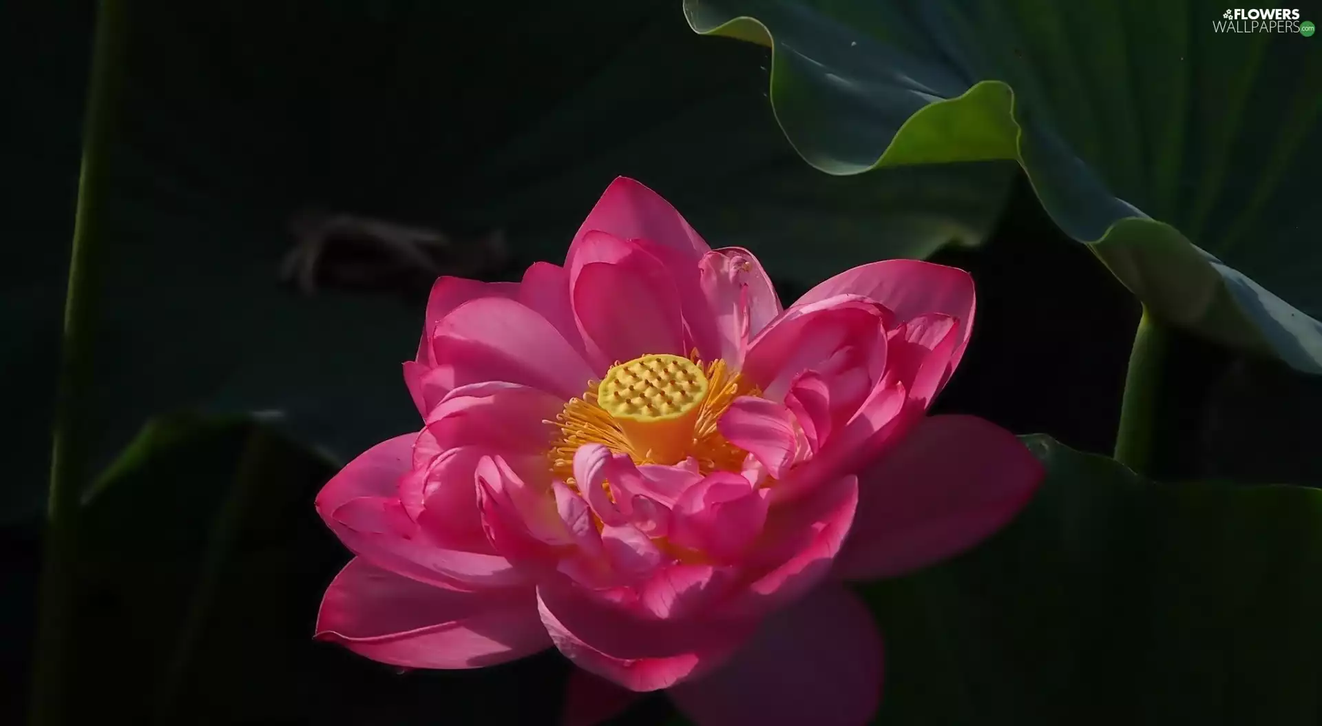 Leaf, Colourfull Flowers, lotus