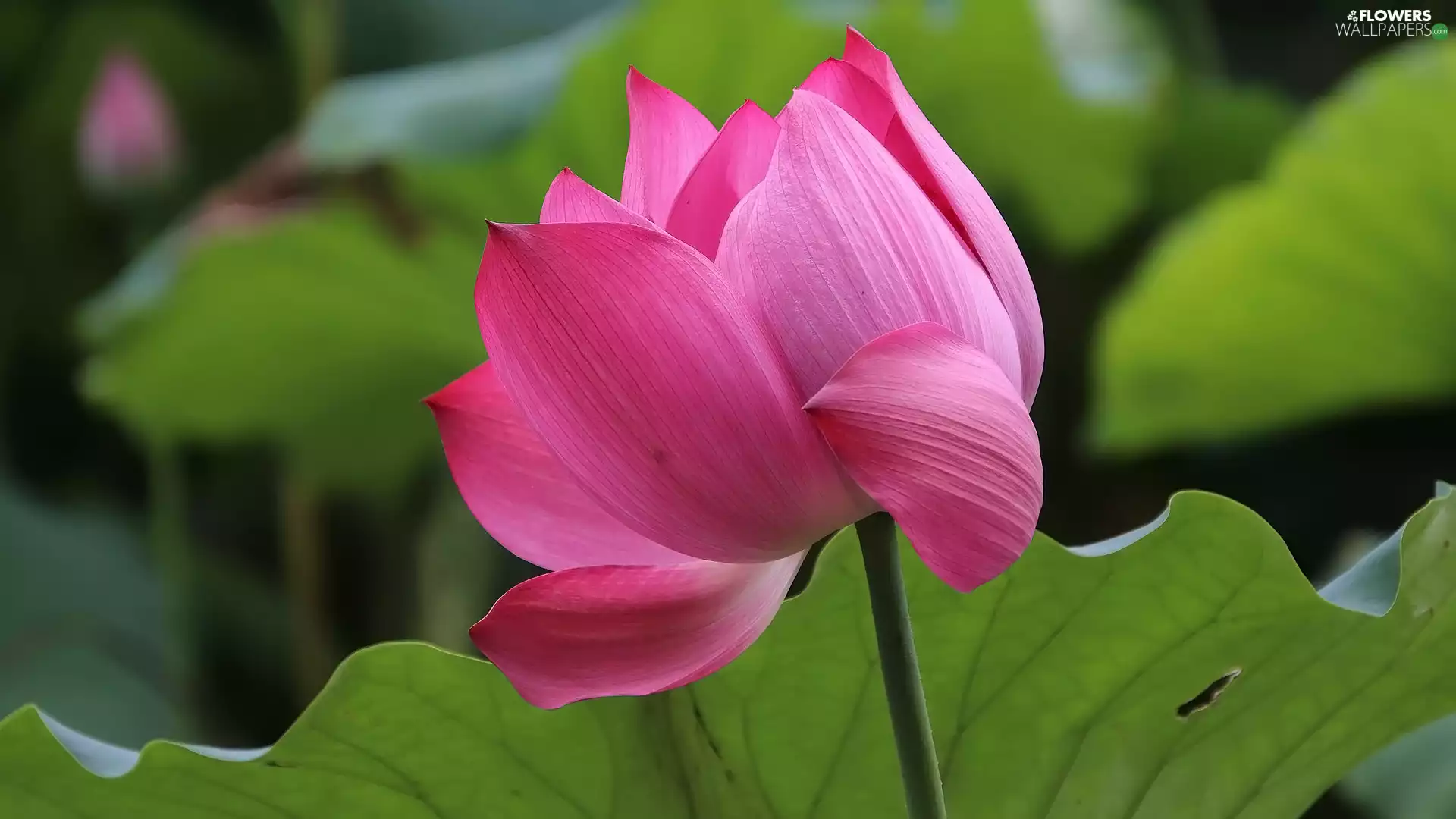 blooming, lotus, Leaf, Colourfull Flowers