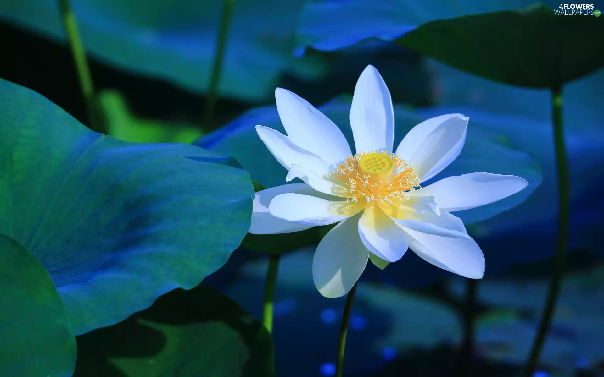 White, lotus, Leaf, Colourfull Flowers