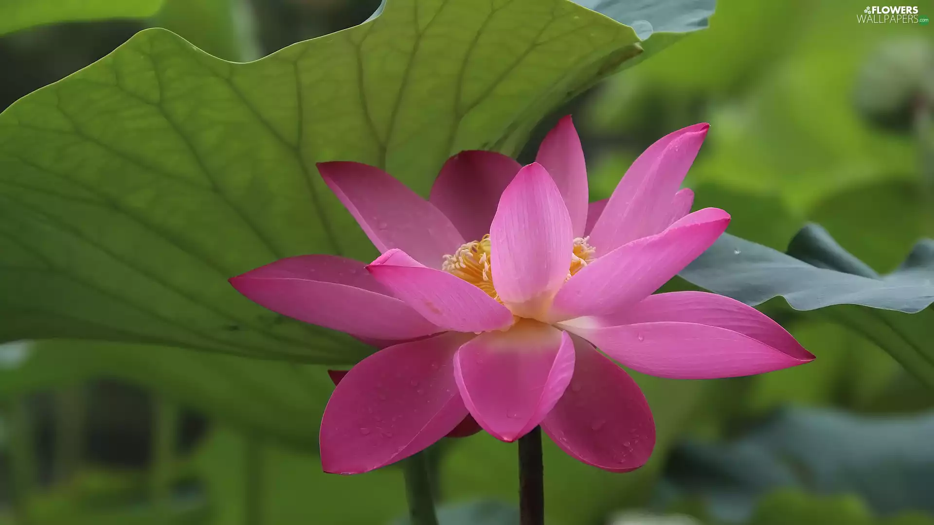leaf, Colourfull Flowers, lotus