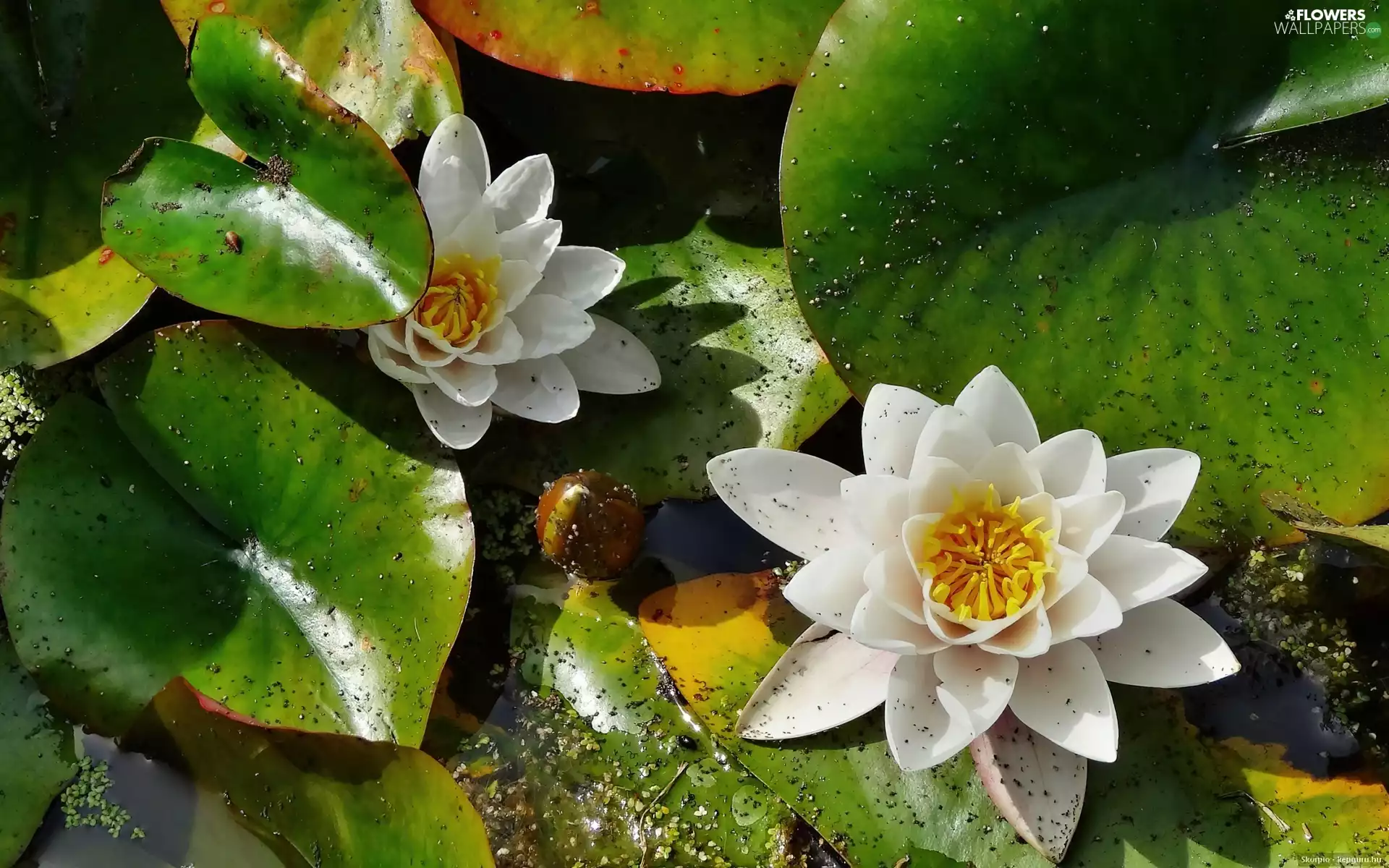White, water, Leaf, lilies