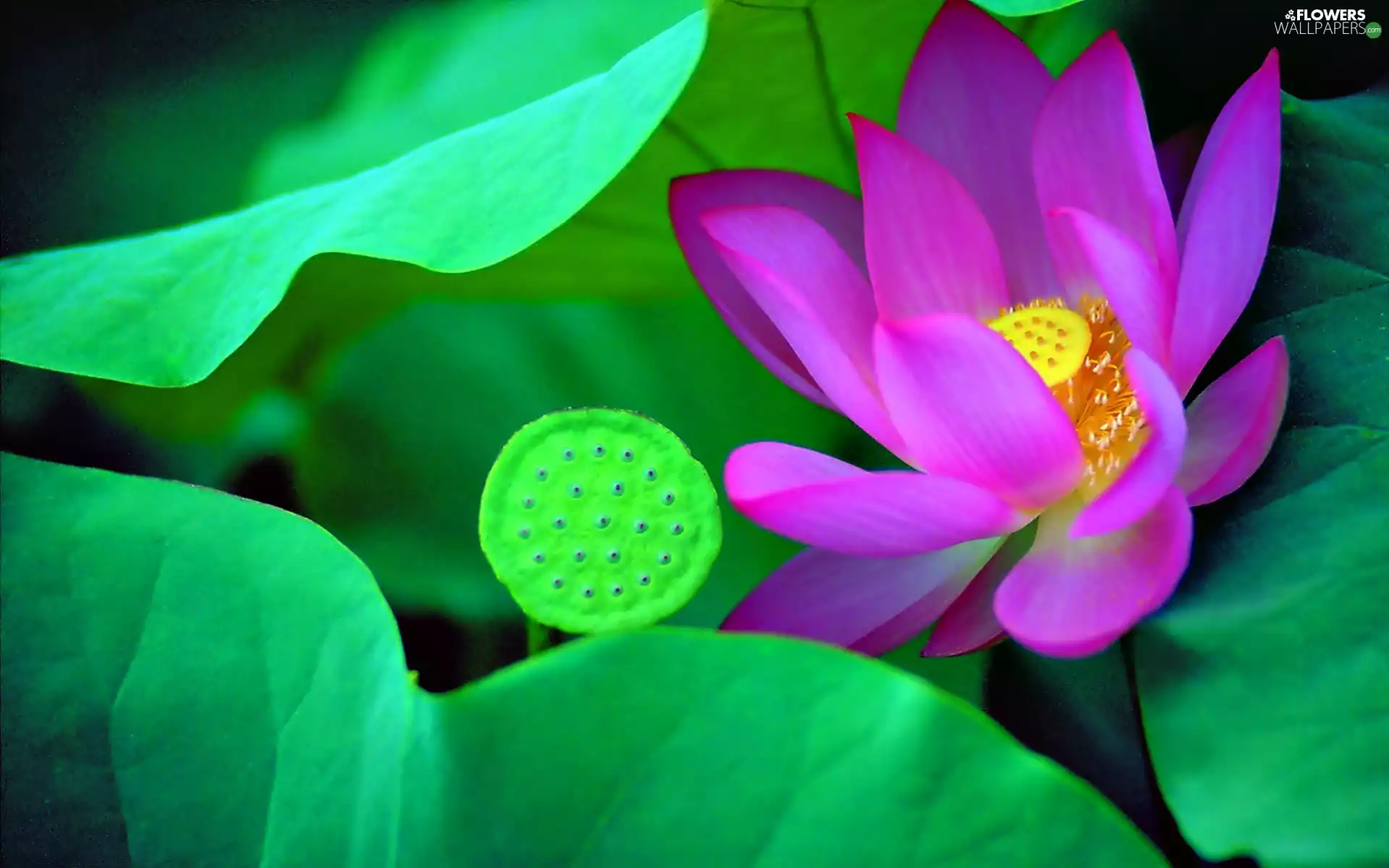 Pink, lotus, leaves, Colourfull Flowers
