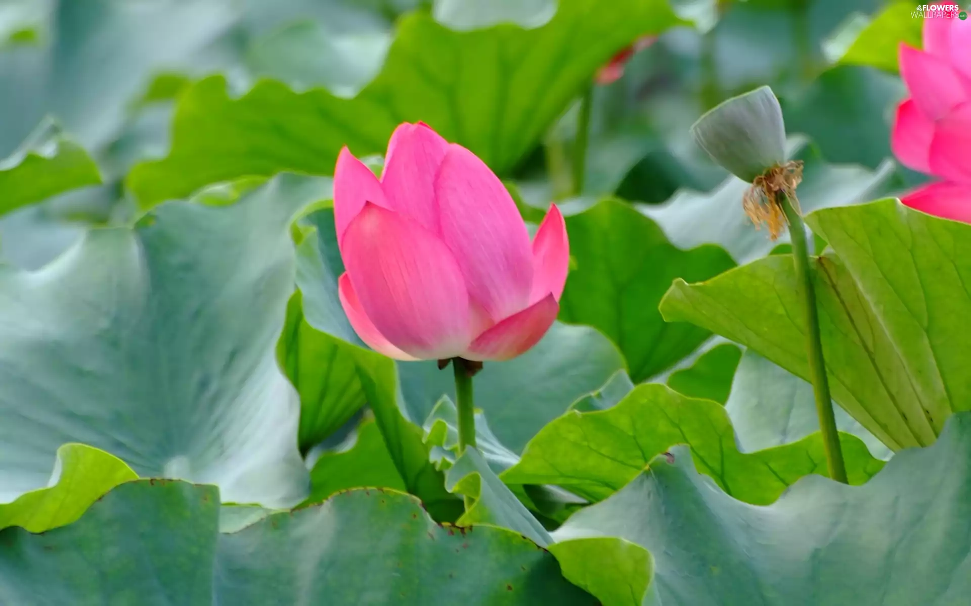 lotus, leaves