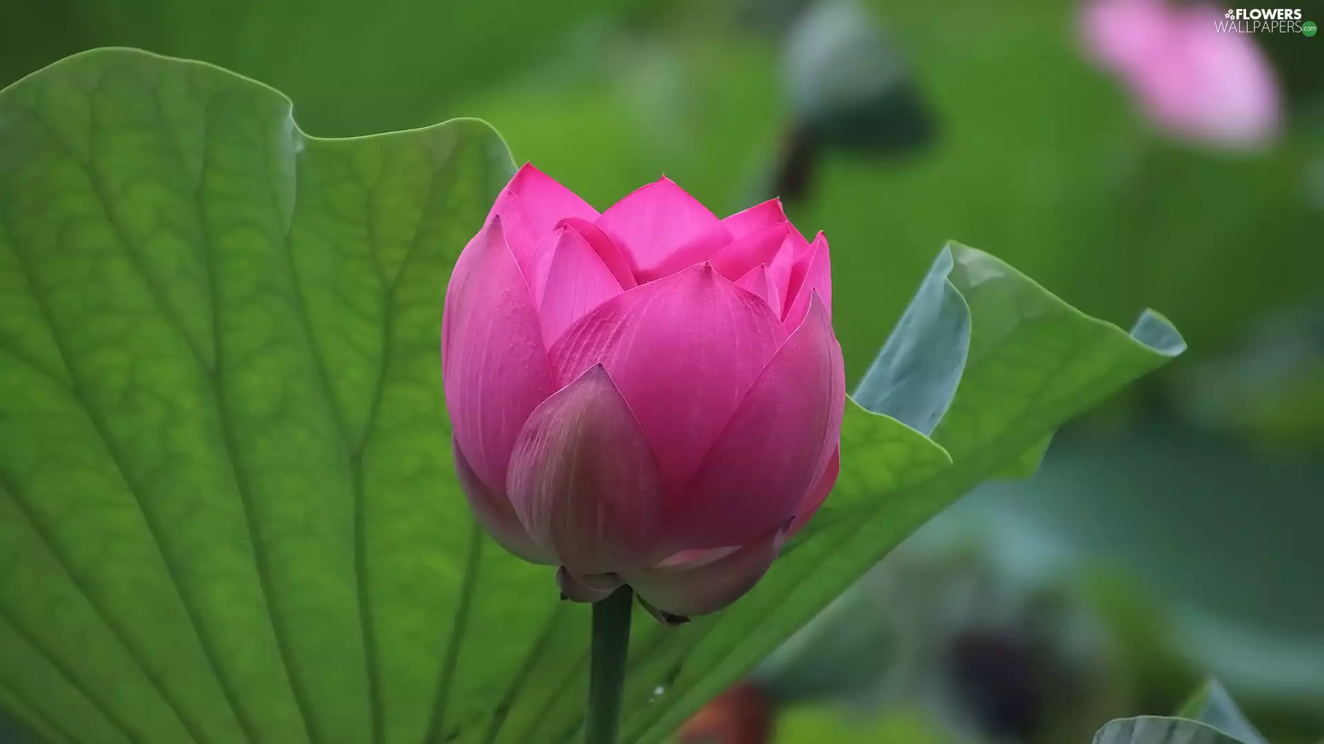 Leaf, green ones, lotus, bud, Colourfull Flowers