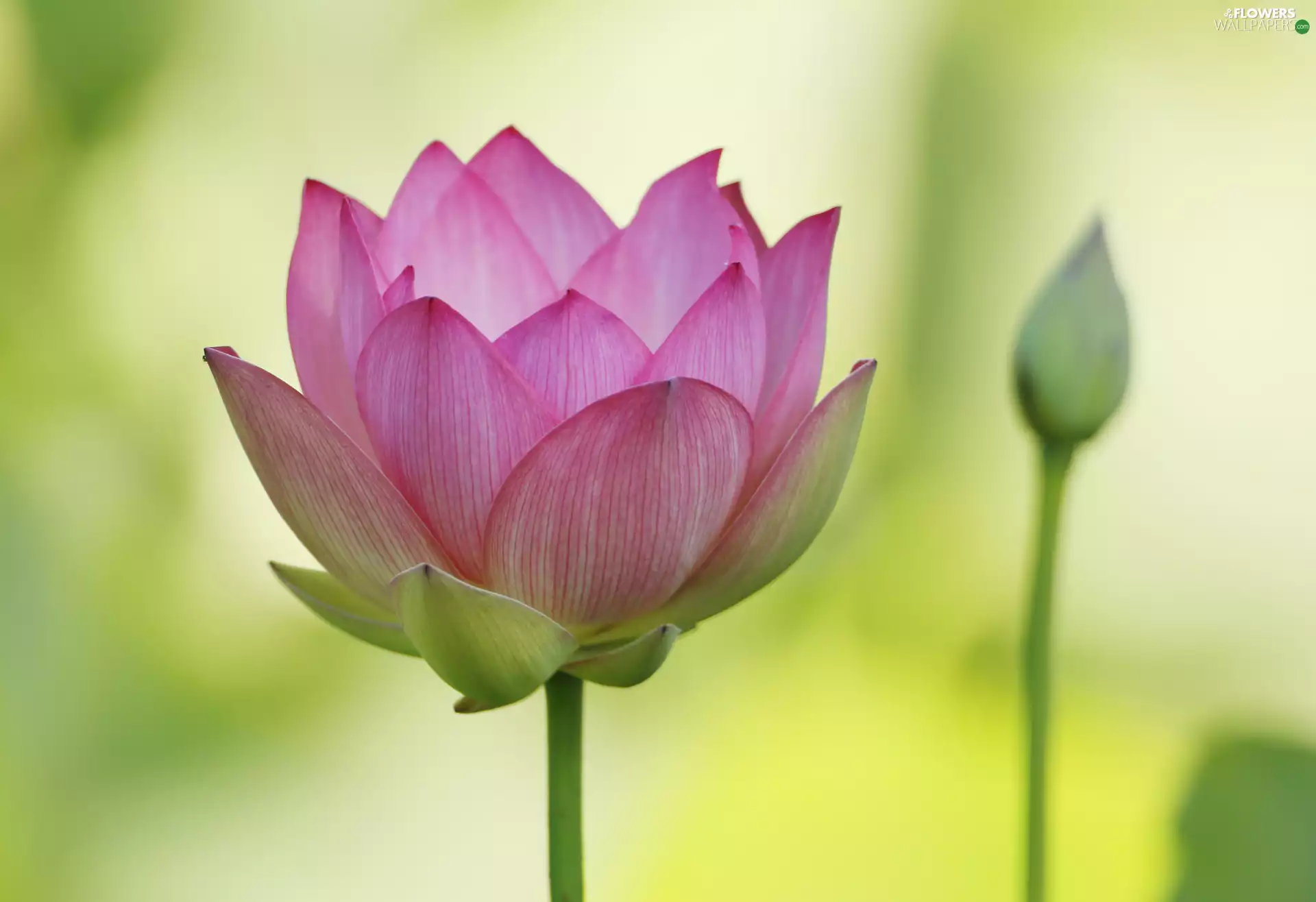 Pink, Colourfull Flowers, lotus