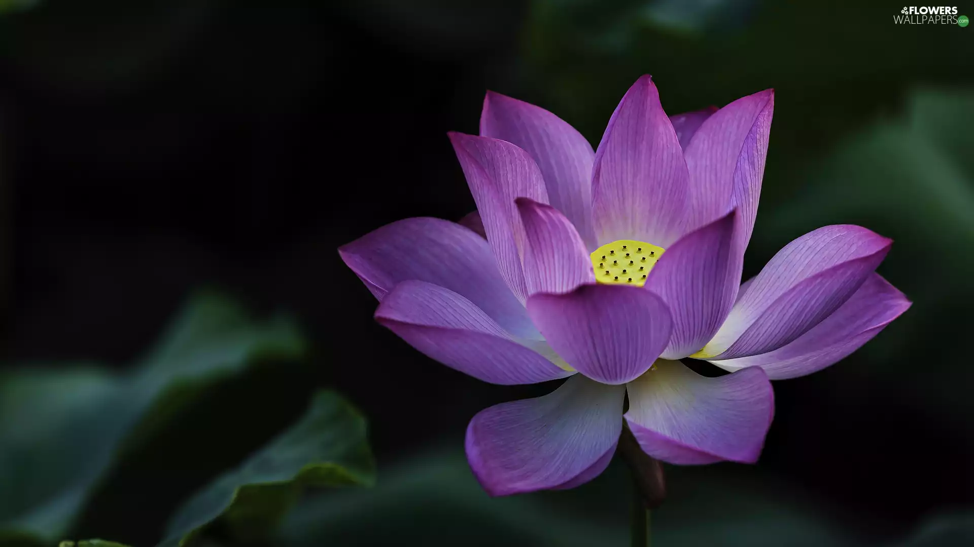 Violet, lotus, rapprochement, Colourfull Flowers