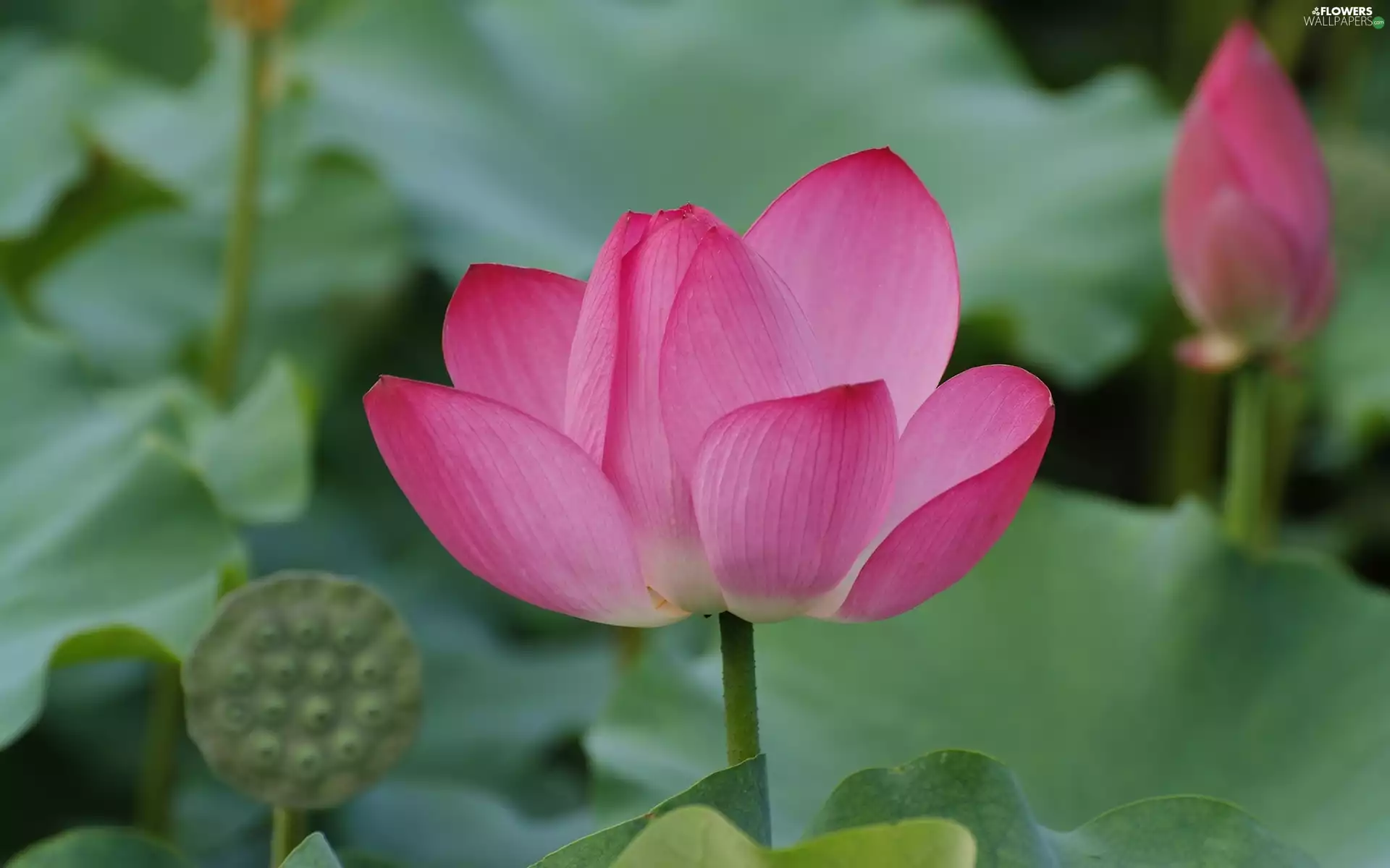 lotus