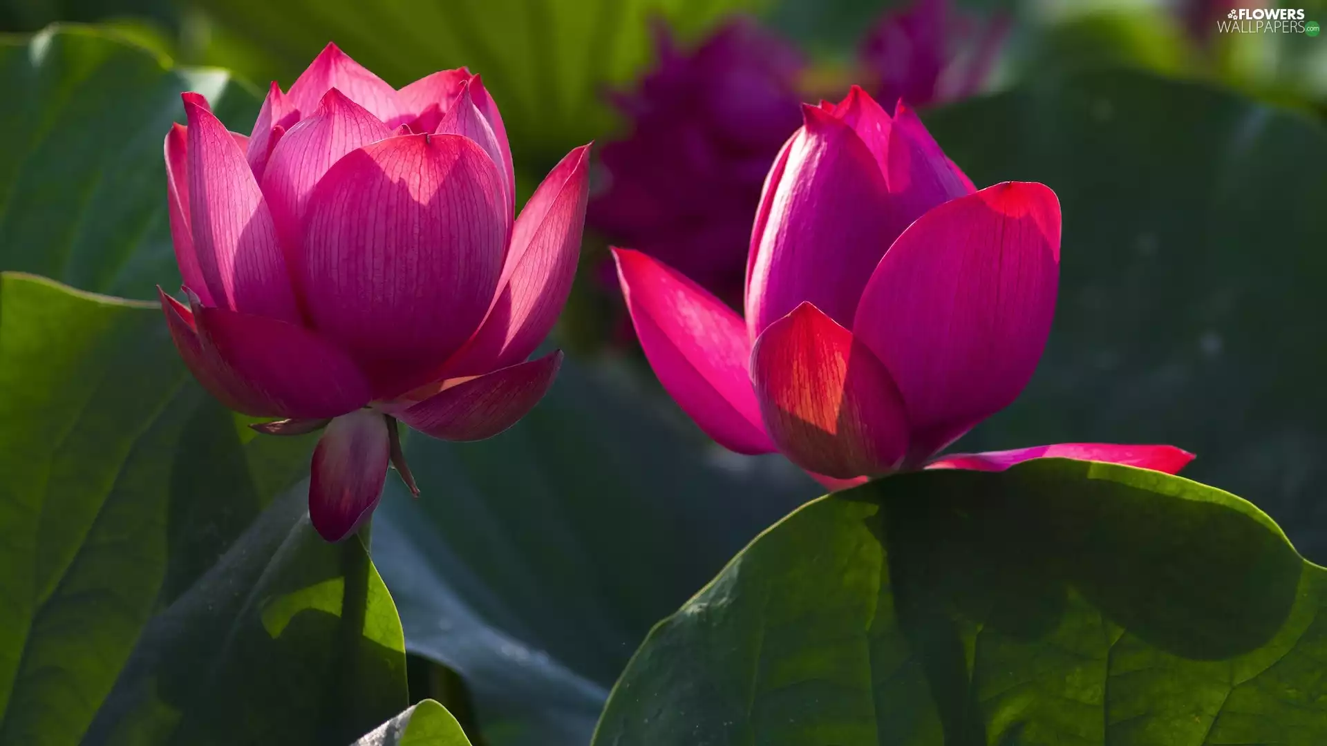 Leaf, rapprochement, Pink, lotuses, Two cars