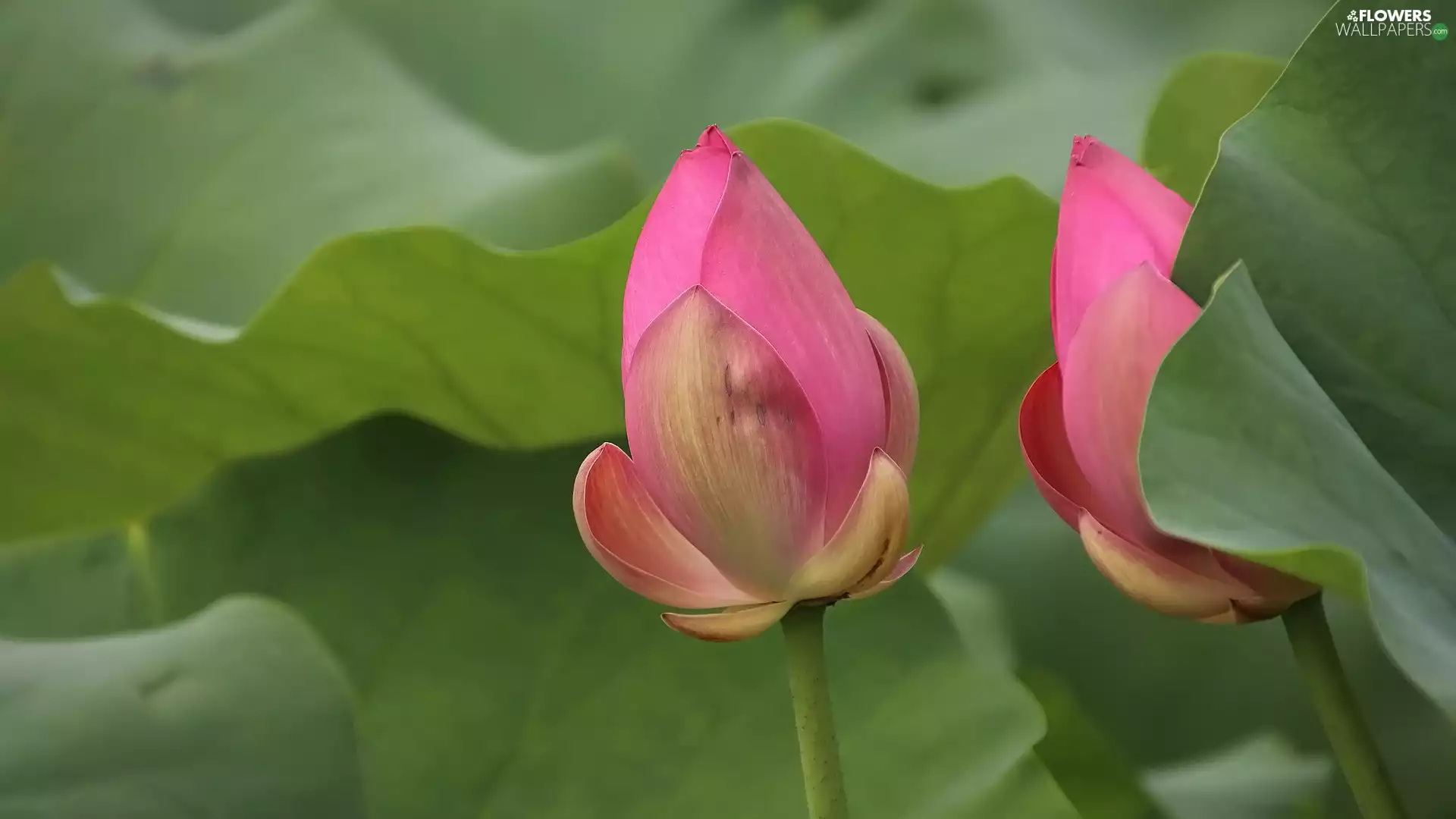 Flowers, Buds, Leaf, lotuses