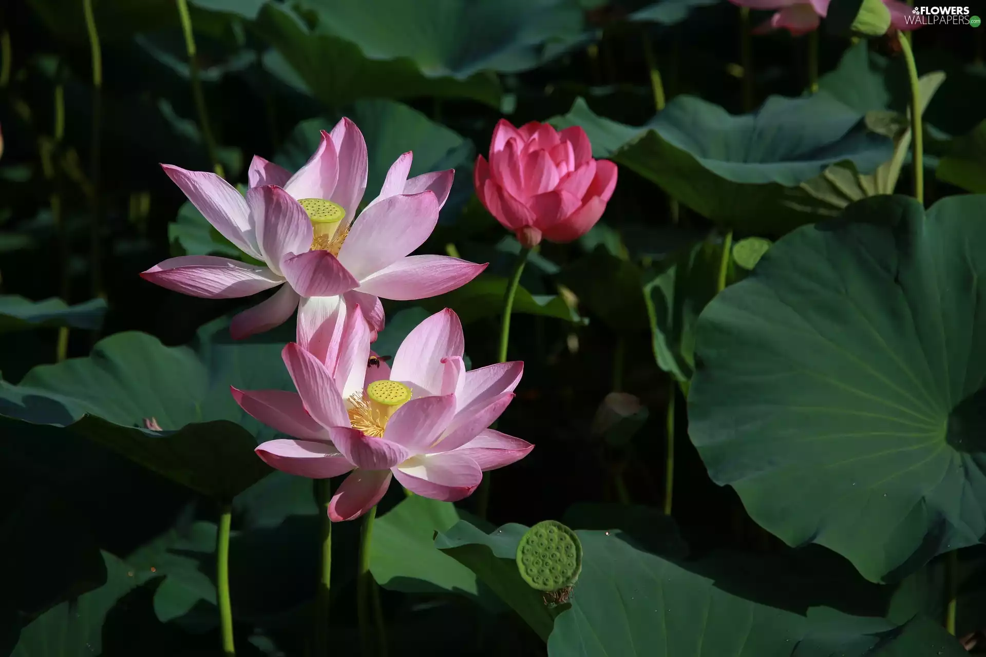 green ones, Leaf, lotuses, Big, Flowers