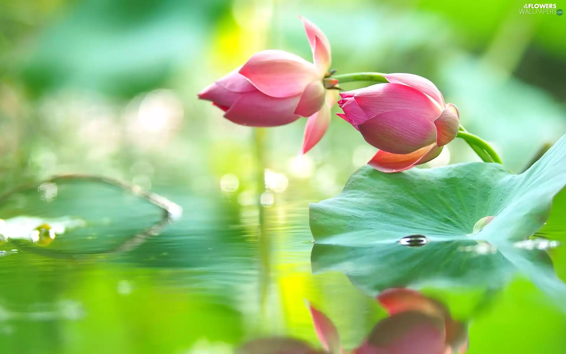 Flowers, Leaf, water, lotuses