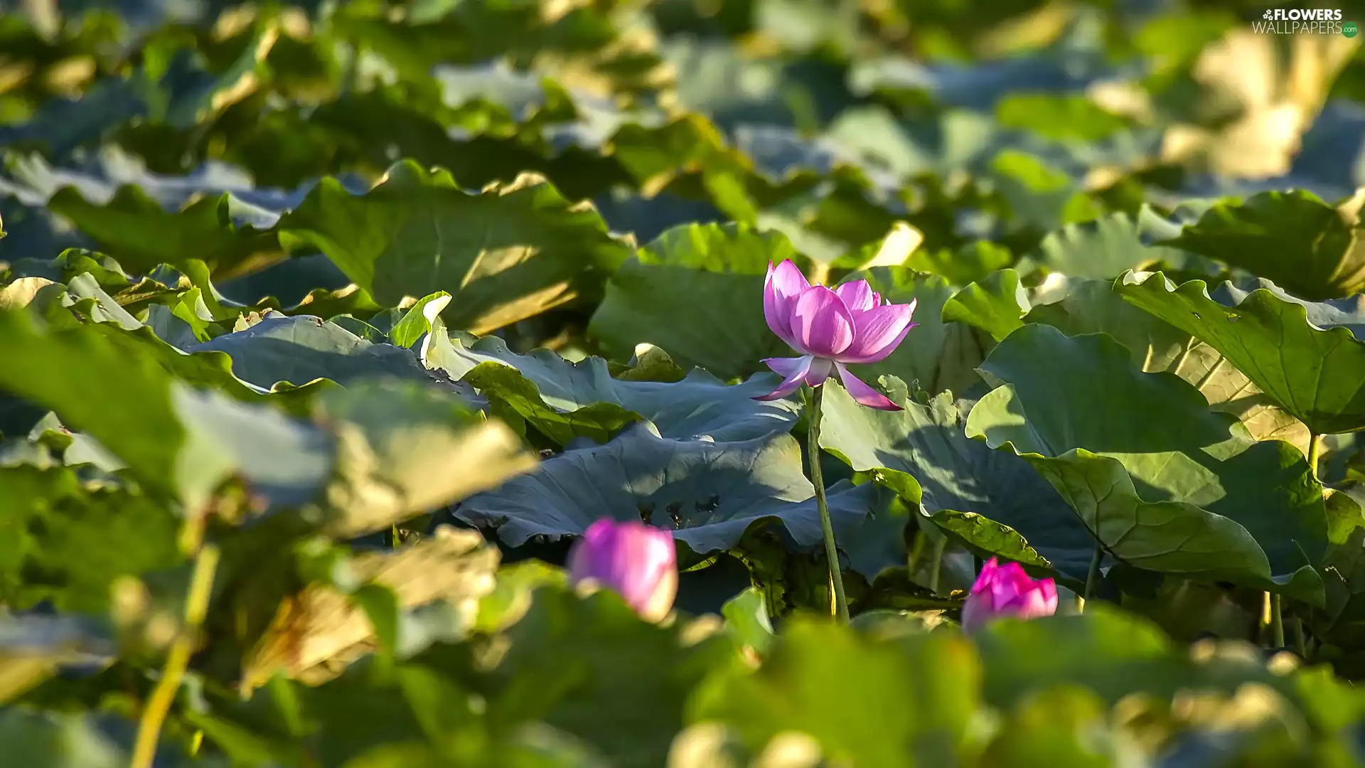 lotuses, Flowers, Leaf