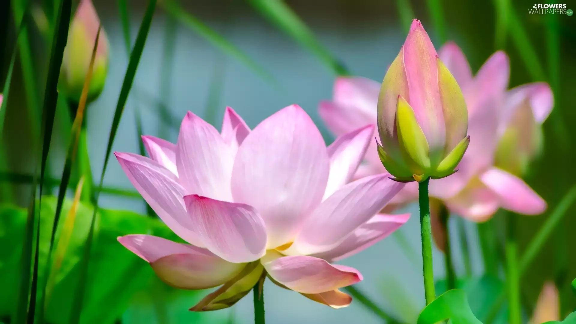 lotuses, Flowers, Pink