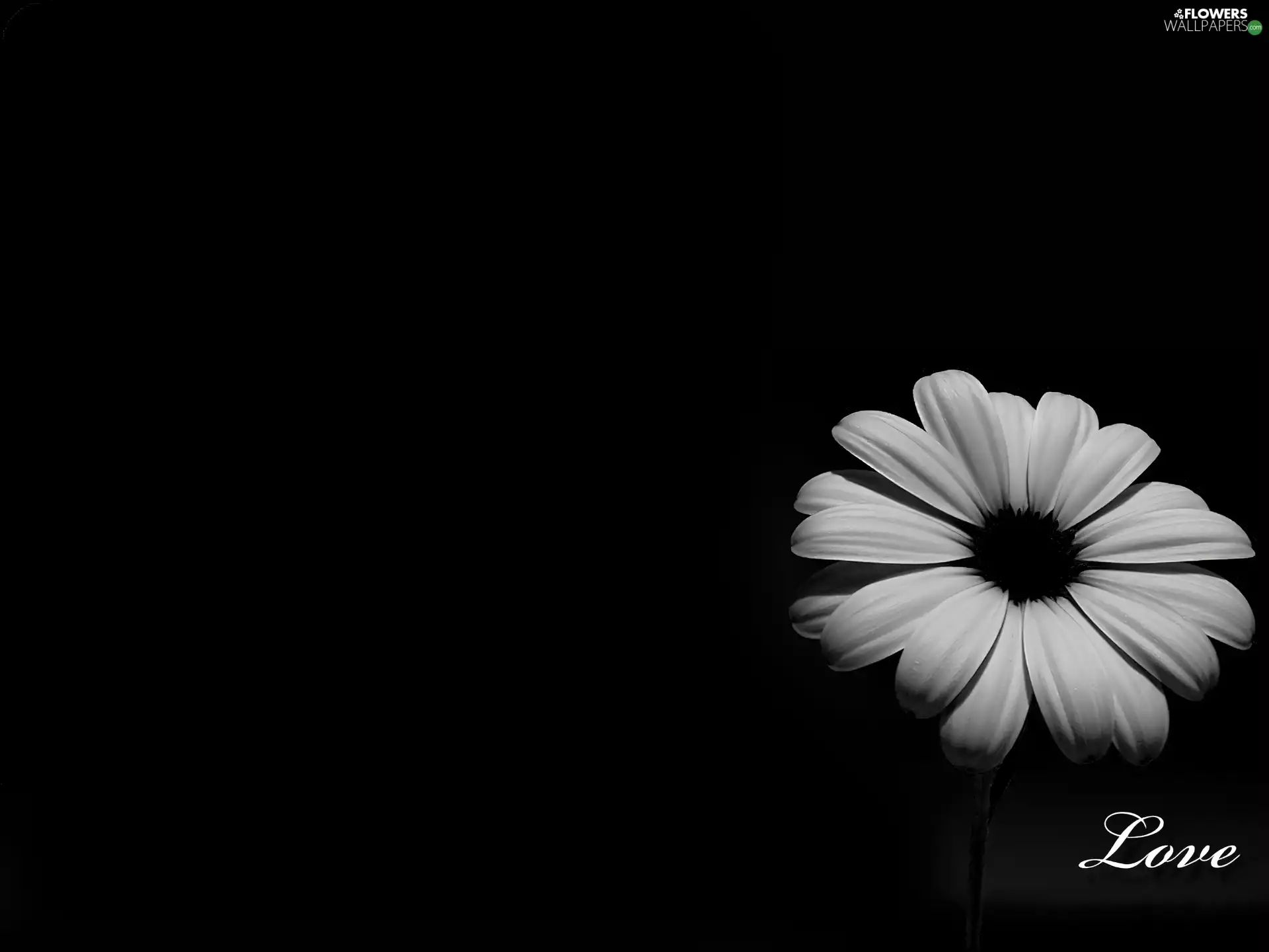 I love, Colourfull Flowers, Gerber