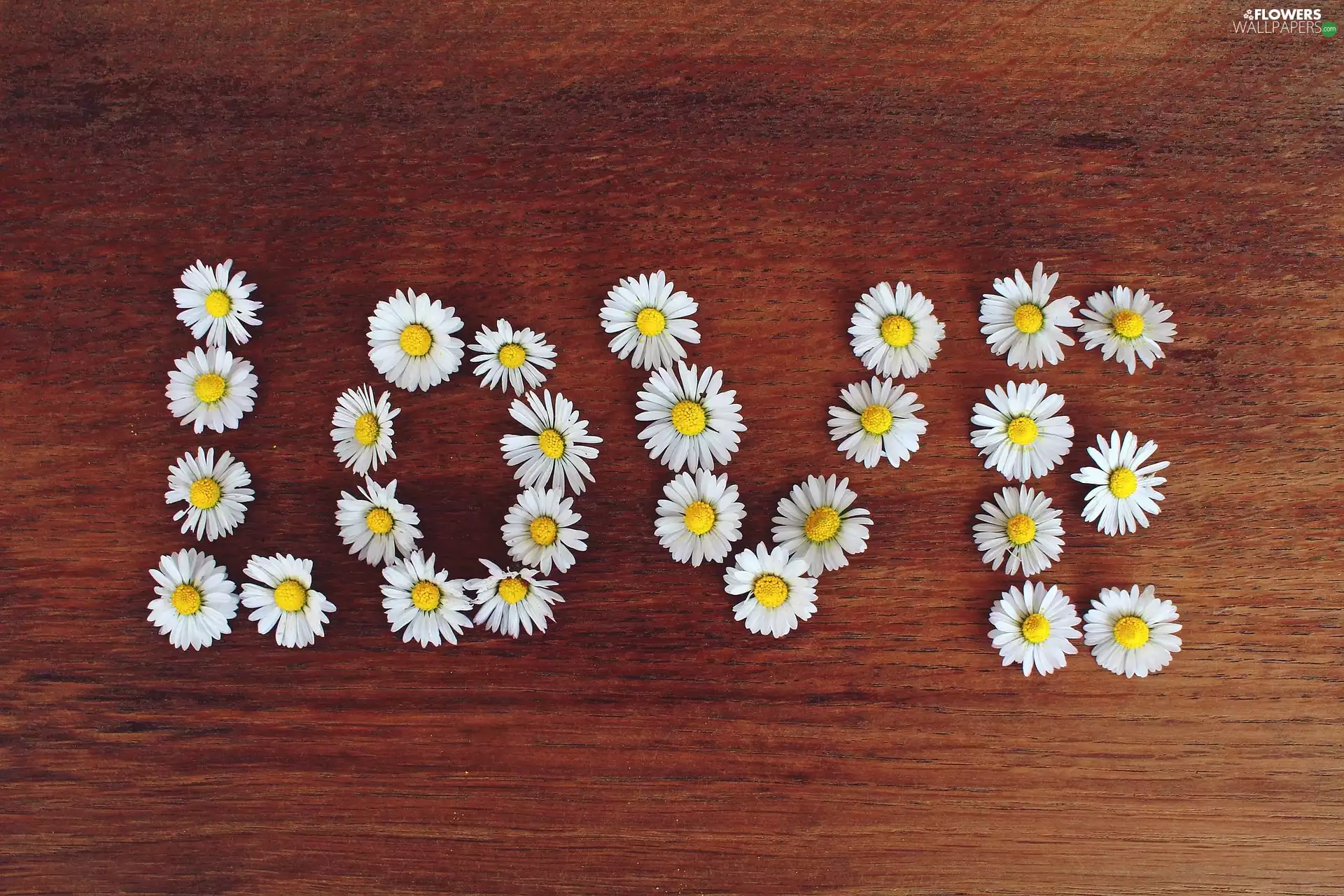 text, love, daisies, LOVE