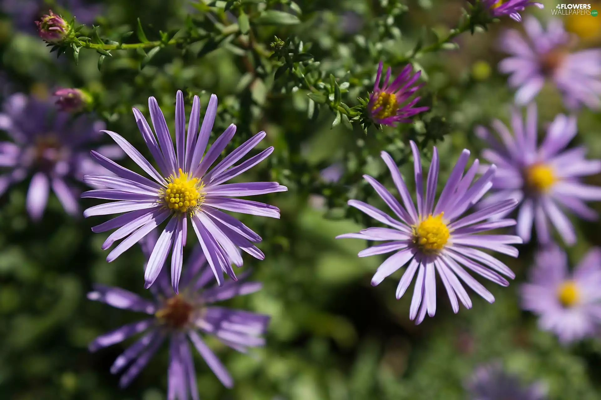 ligh, Flowers, flash, luminosity, sun, Aster