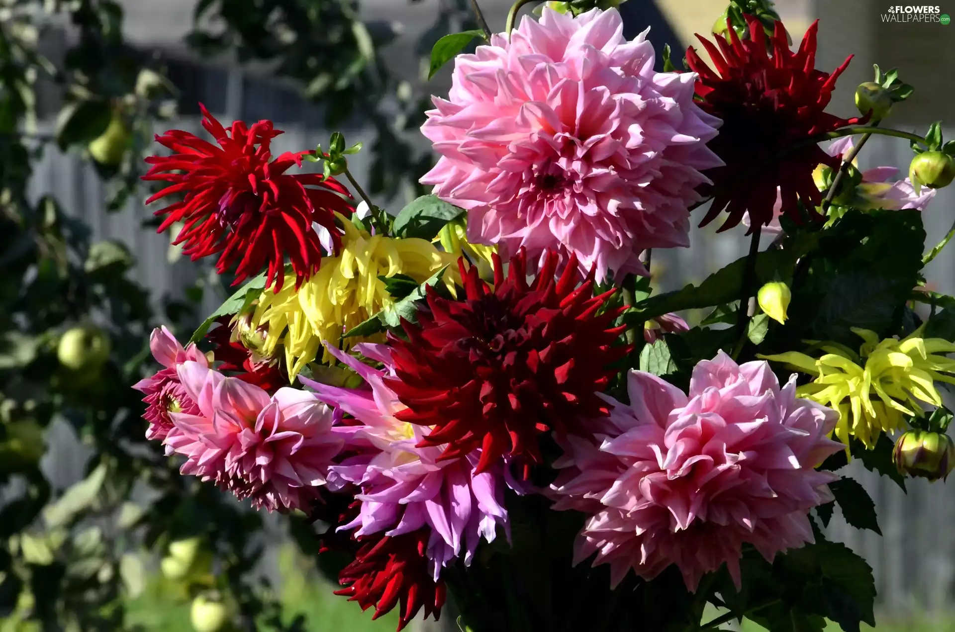 ligh, color, flash, luminosity, sun, dahlias