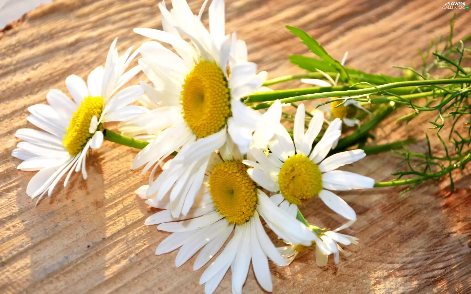 ligh, Camomile, flash, Bench, small bunch, sun, luminosity