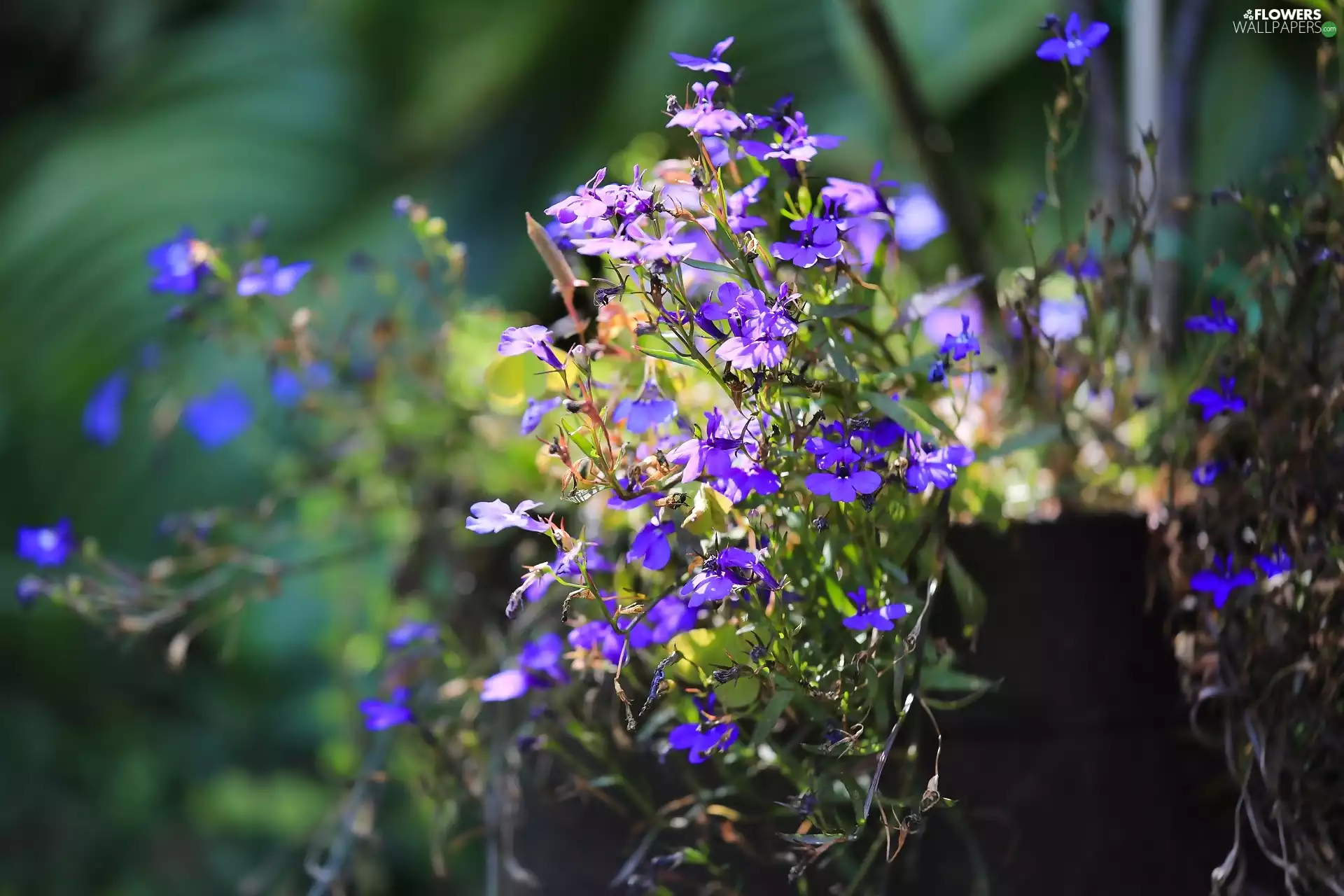 ligh, Flowers, flash, blurry background, lobelia, sun, luminosity