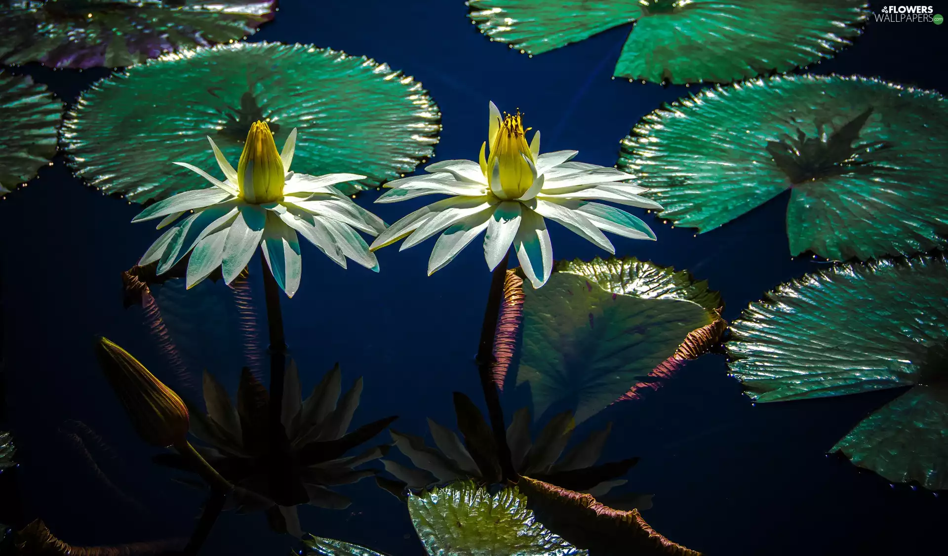 ligh, Flowers, flash, Leaf, Water lilies, sun, luminosity