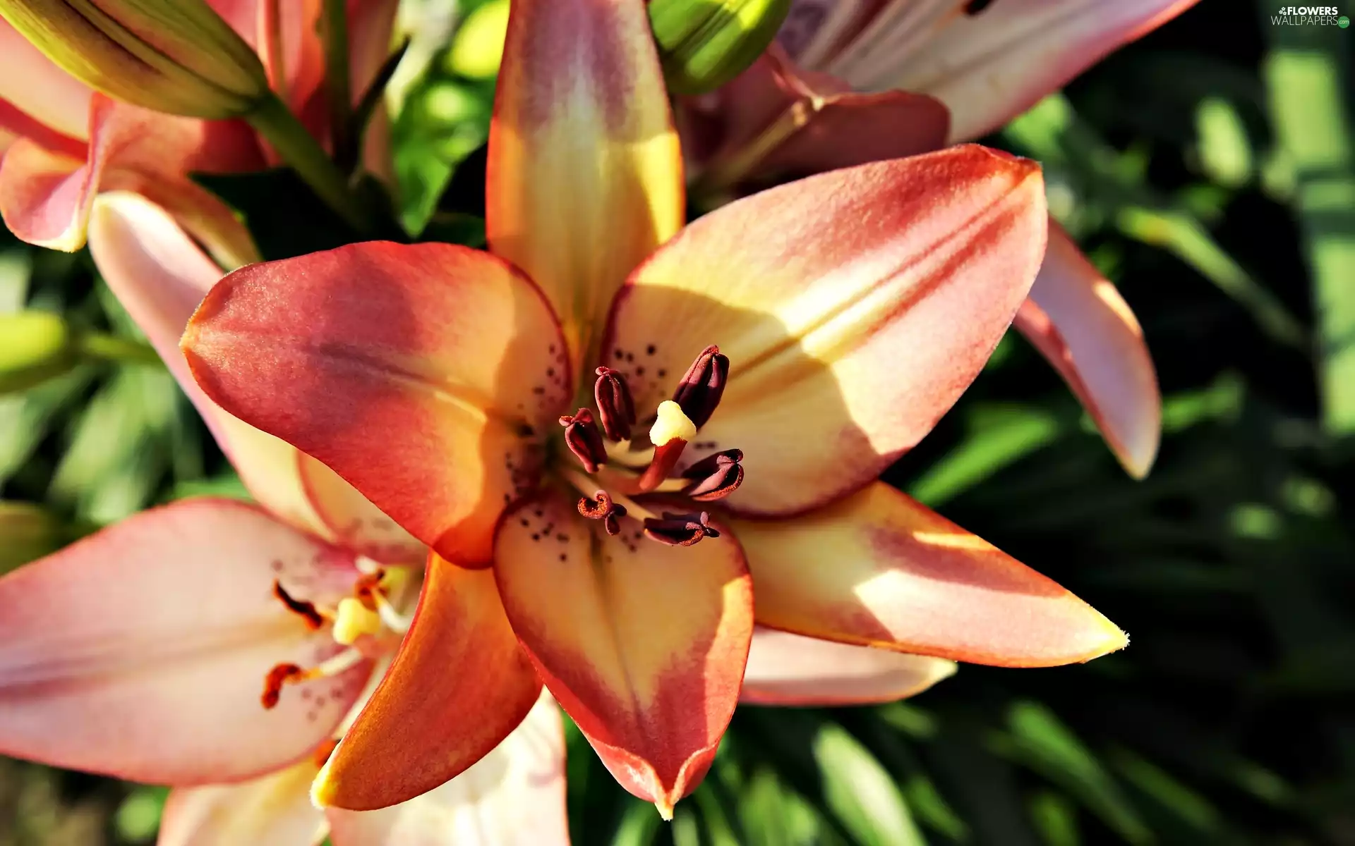 ligh, Lily, flash, luminosity, sun, Colourfull Flowers