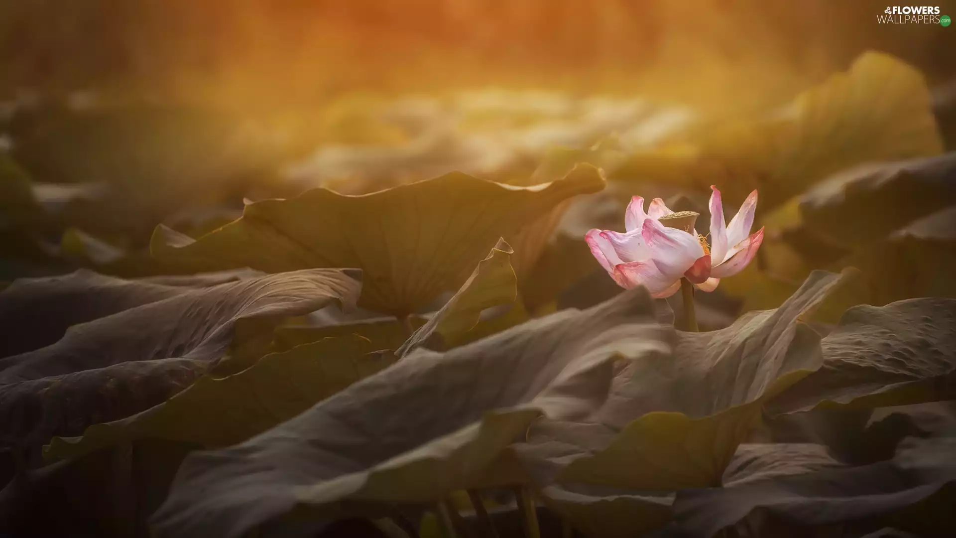 ligh, lotus, flash, Leaf, Colourfull Flowers, sun, luminosity