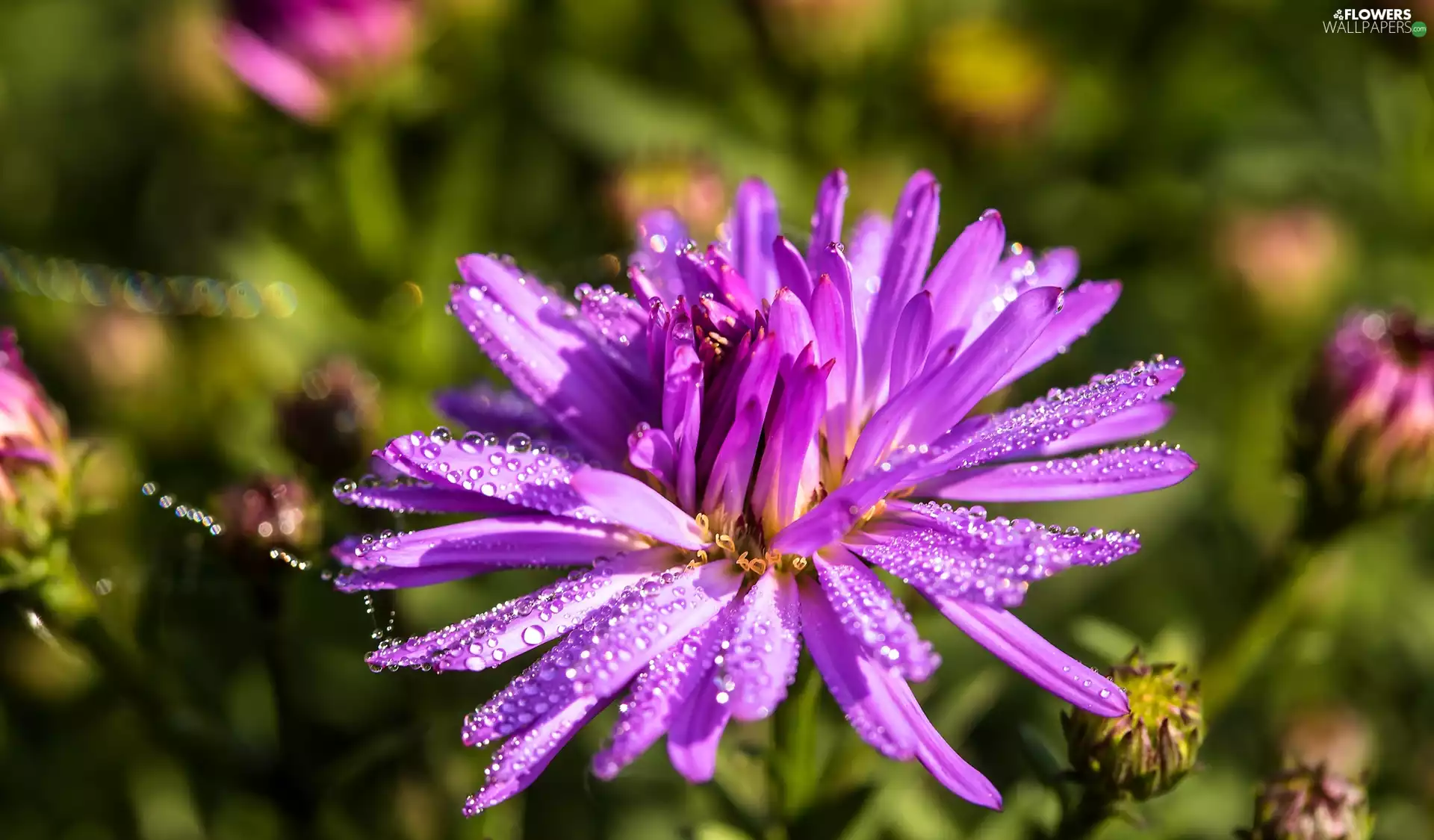 ligh, Colourfull Flowers, flash, drops, Aster, sun, luminosity