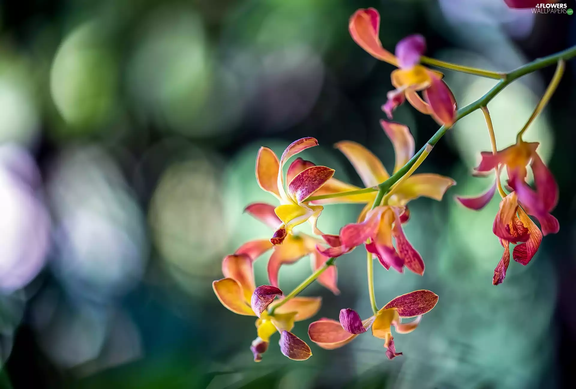 ligh, orchids, flash, luminosity, sun, Flowers