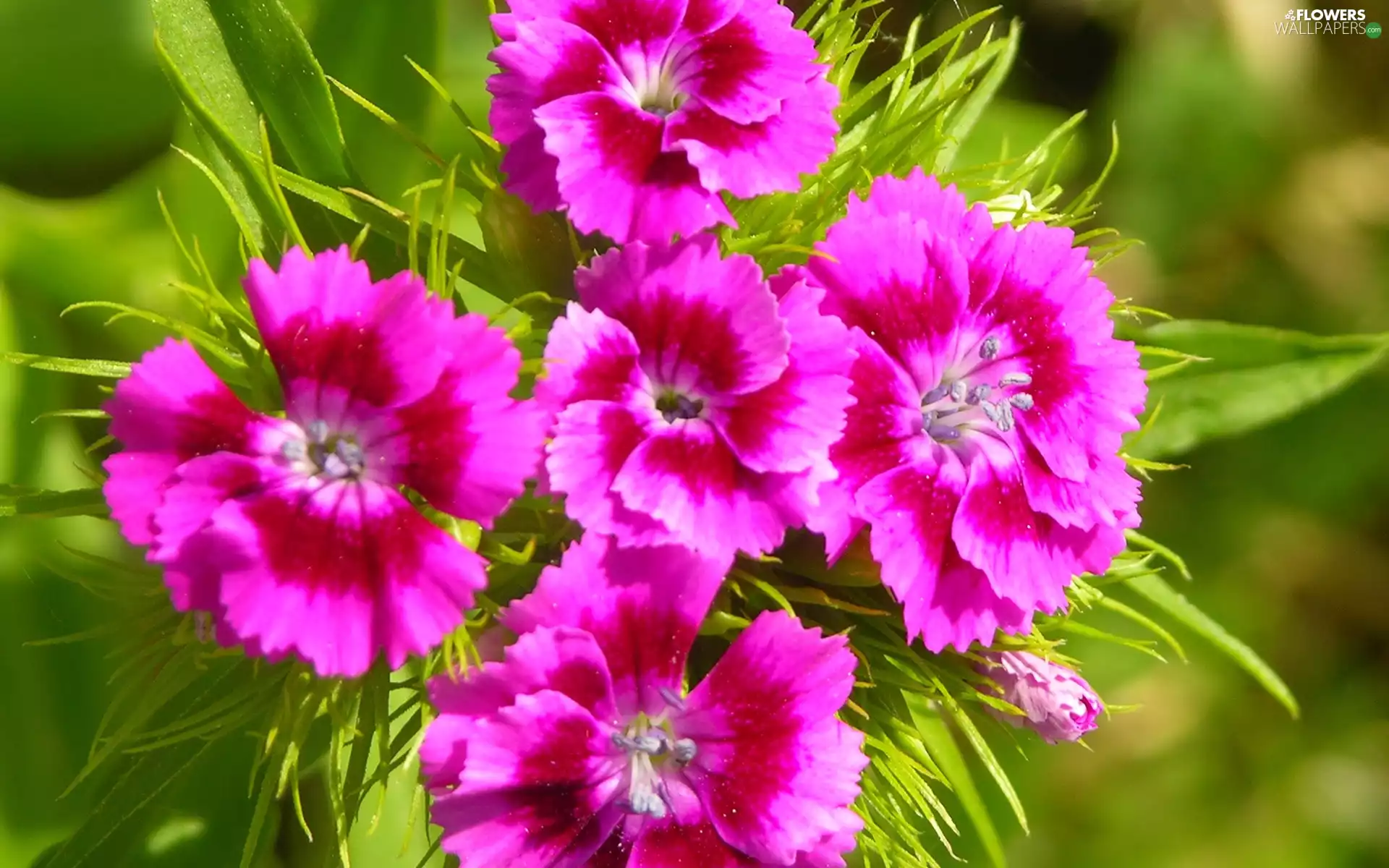 ligh, cloves, flash, luminosity, sun, Garden