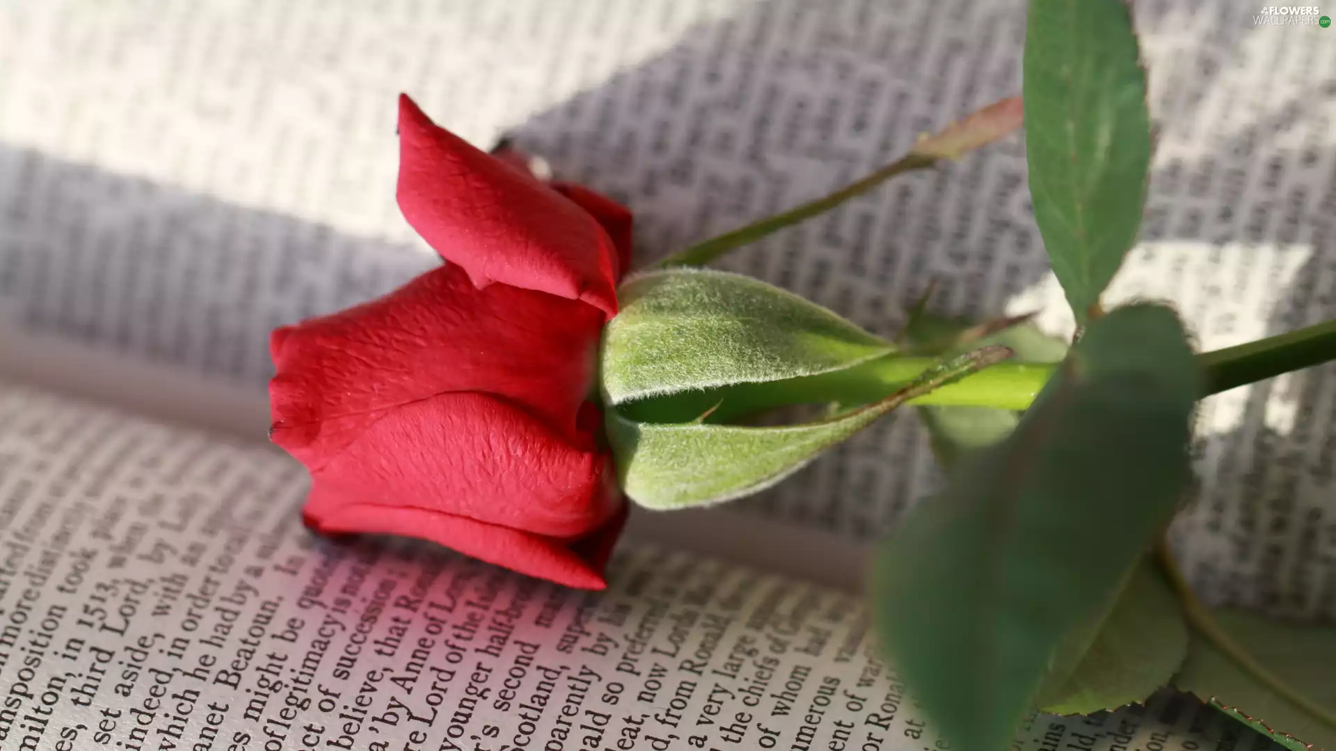 ligh, red hot, flash, rose, Book, sun, luminosity