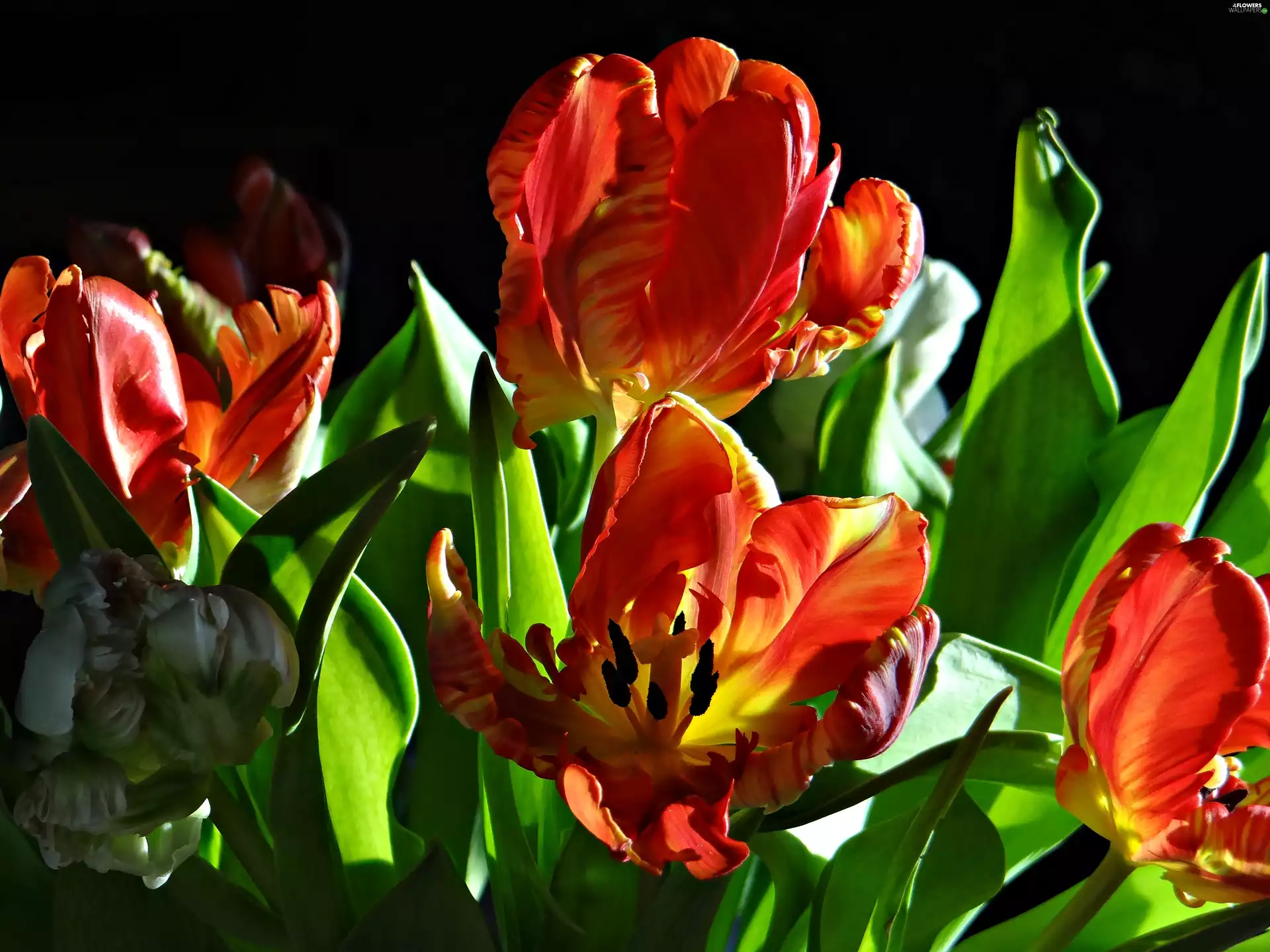 flash, luminosity, ligh, sun, Tulips