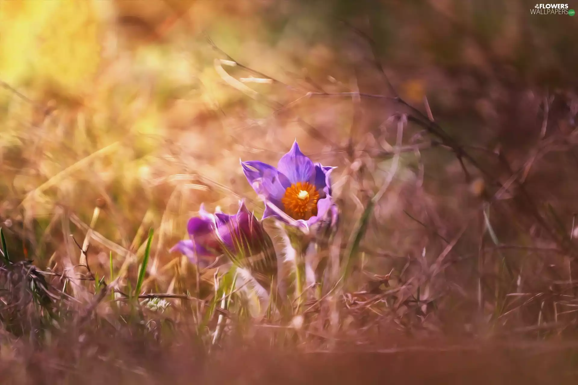 ligh, Flowers, flash, luminosity, sun, pasque