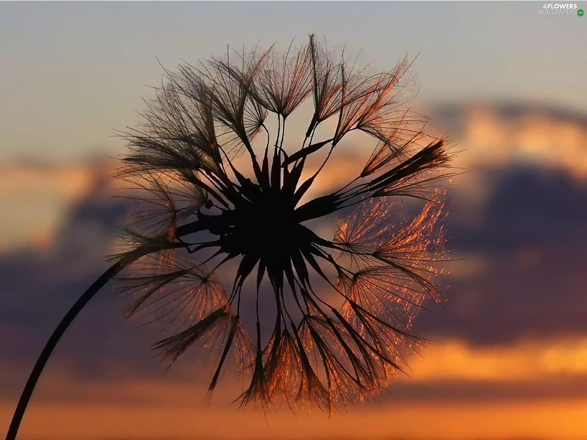 ligh, dandelion, flash, luminosity, sun, Przebijające