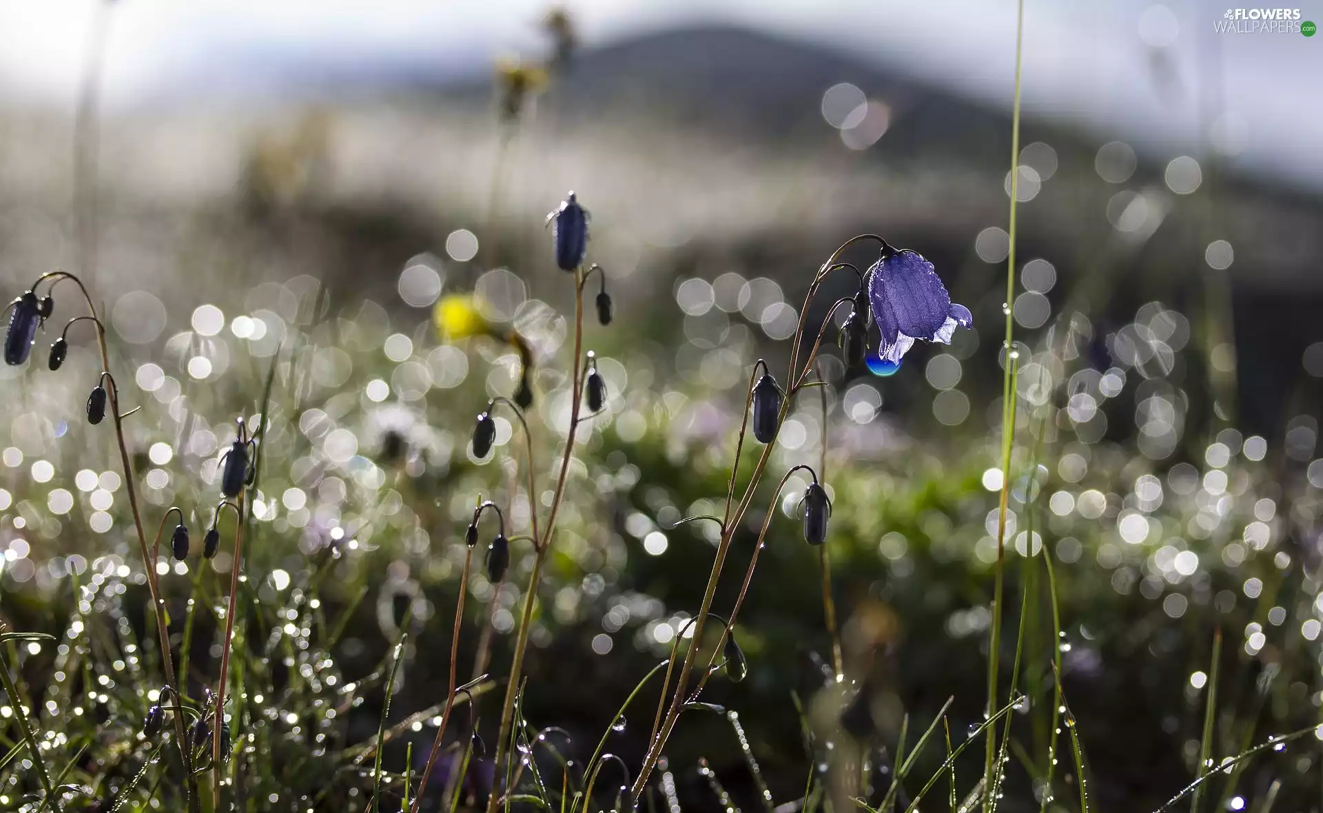 ligh, Flowers, flash, luminosity, sun, ringtones