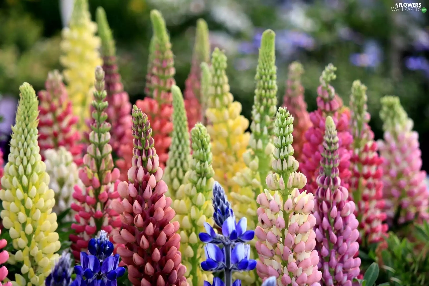 Lupin, Flowers, Coloured