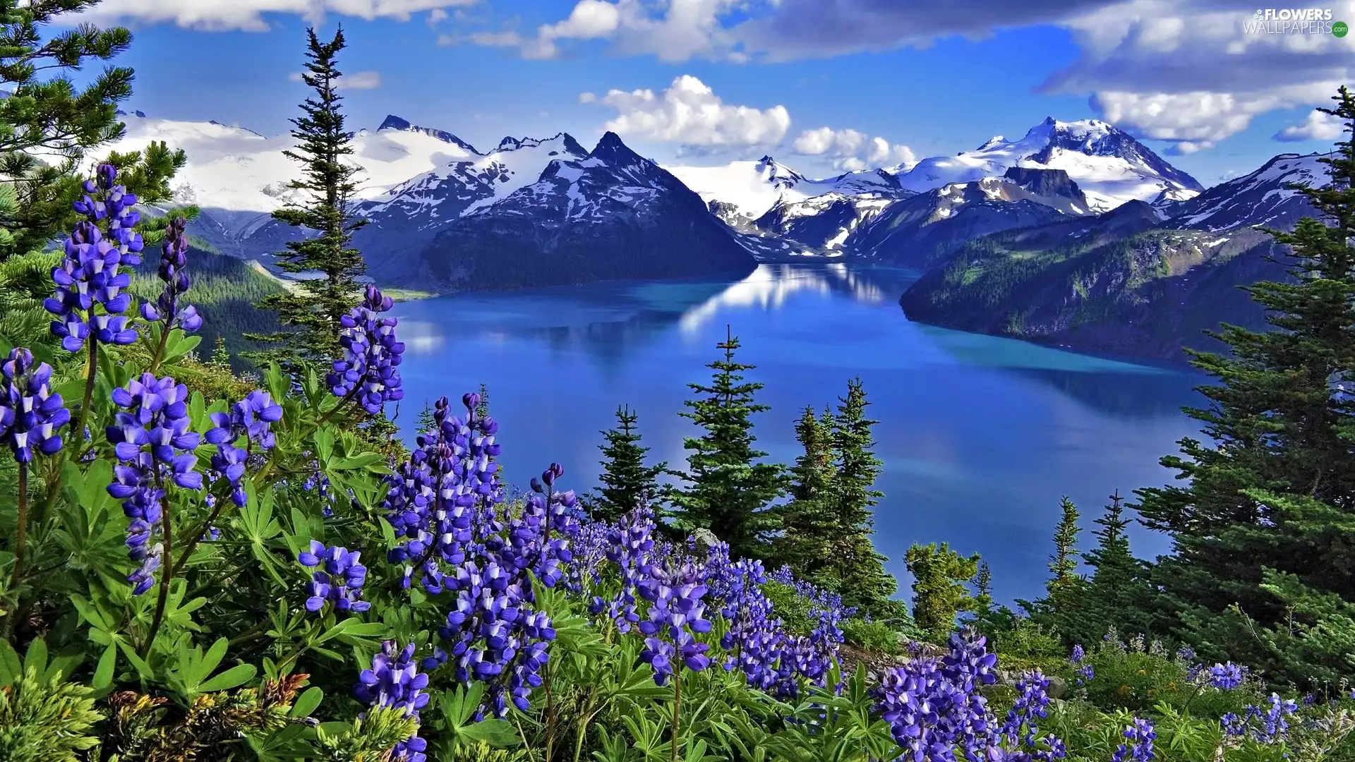 Mountains Flowers Lupin Lake Flowers Wallpapers 1920x1080