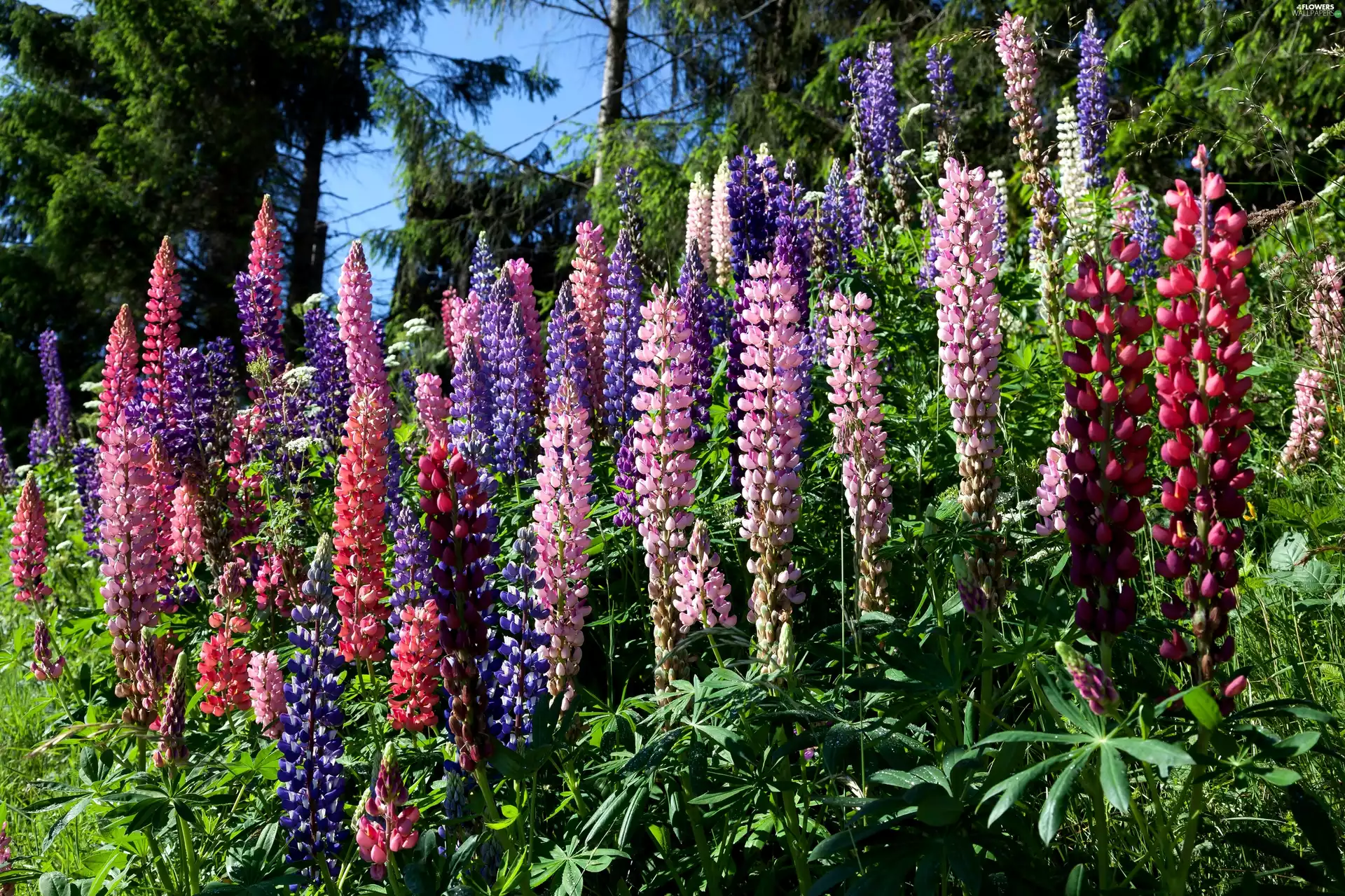 lupine, Flowers, color