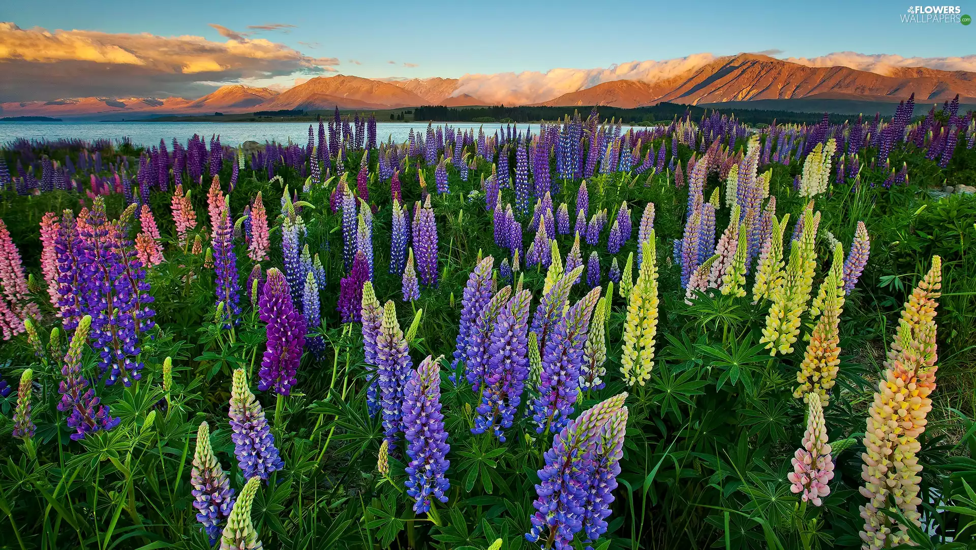 color, River, Mountains, lupine