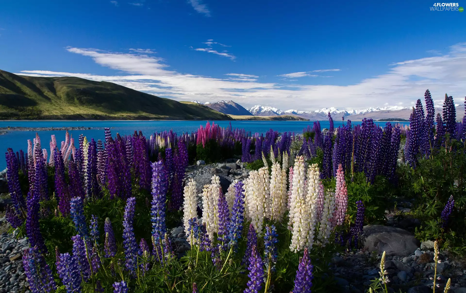 color, Mountains, River, lupine